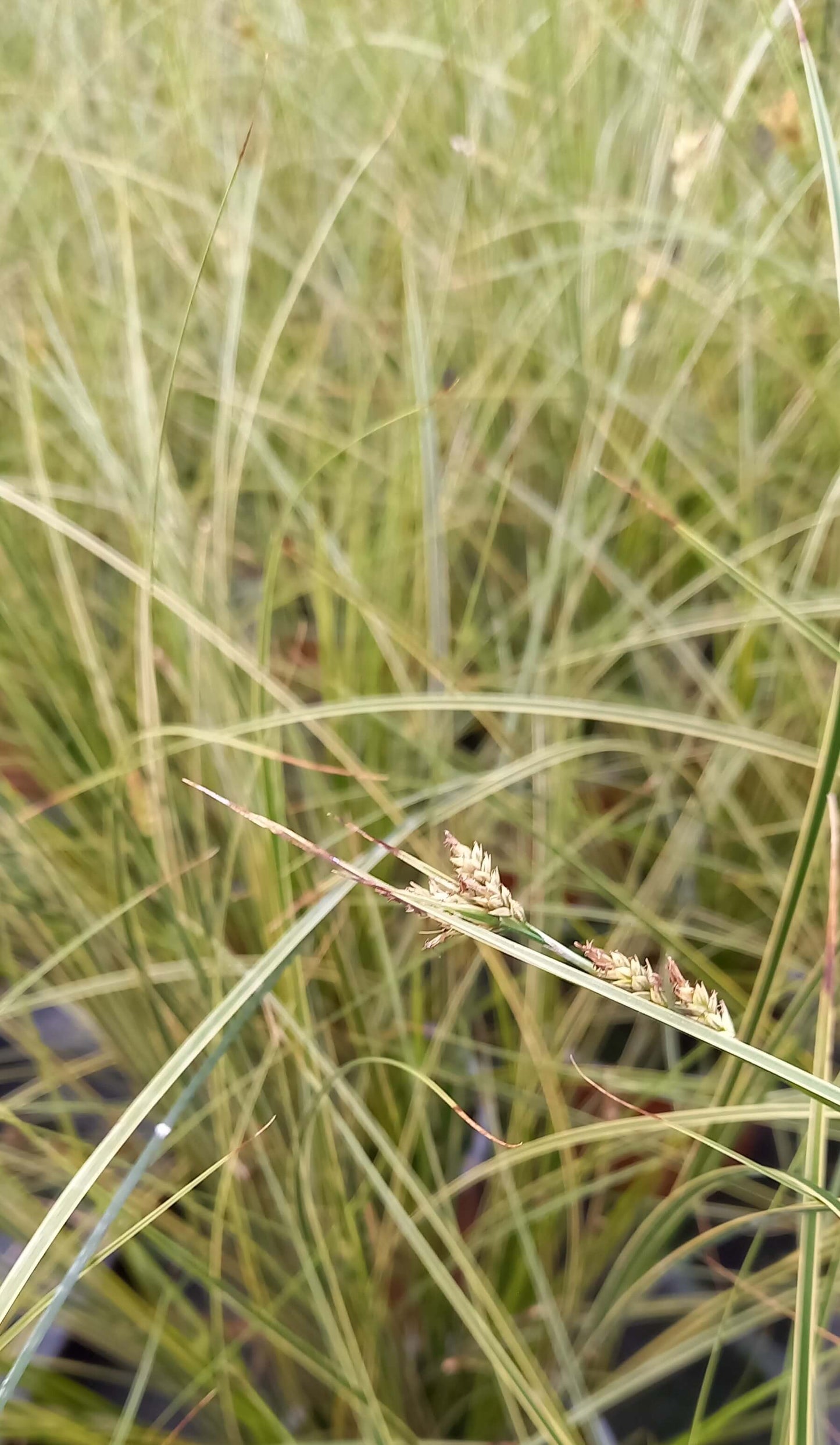 Garten-Segge (Carex brunnea) 'Lady Sunshine' T11/12 - winterhart