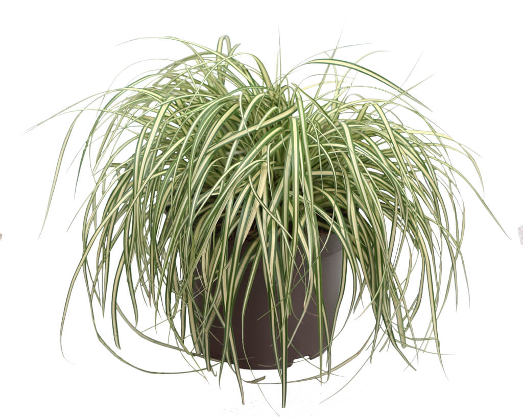 Goldsegge (Carex oschimensis) 'Evergold' T11/12 - winterhart