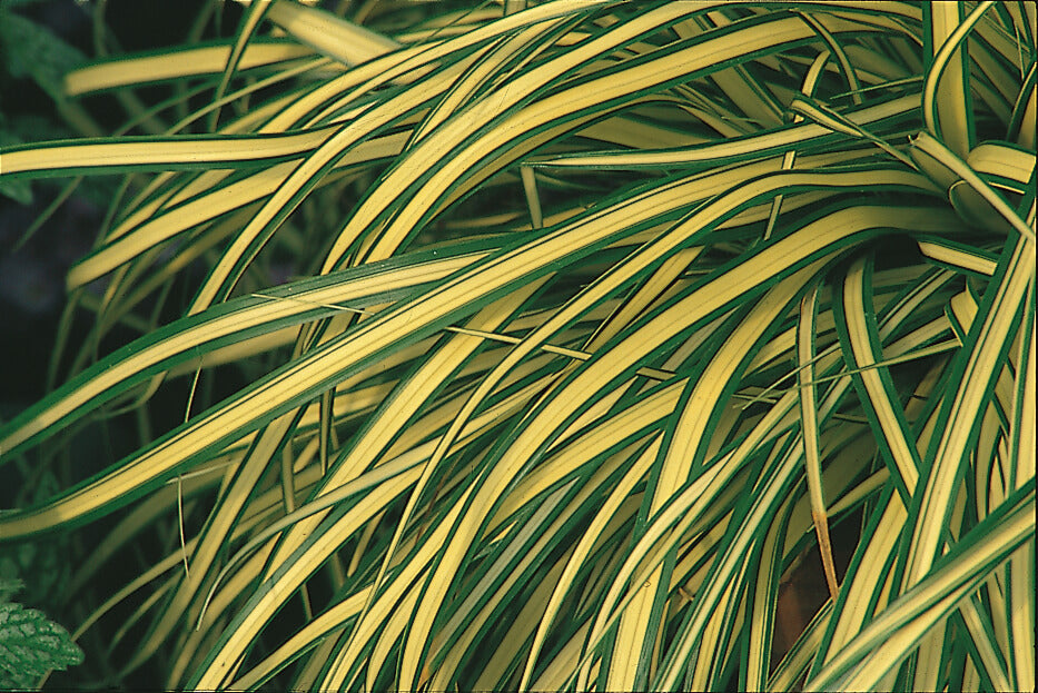 Goldsegge (Carex oschimensis) 'Evergold' T11/12 - winterhart