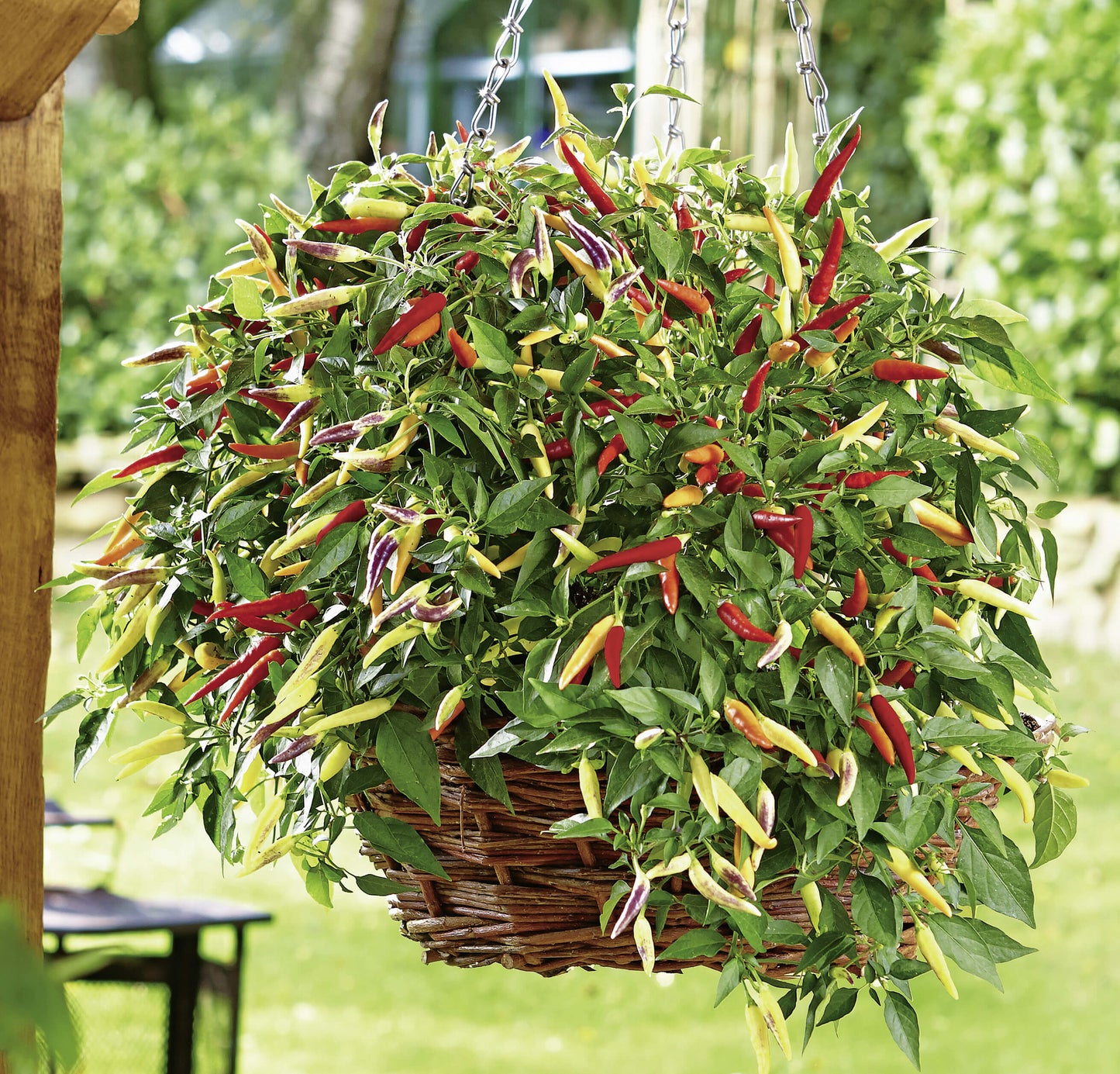 Scharfe Paprika/Chili im Spar-Set | 3 Stück