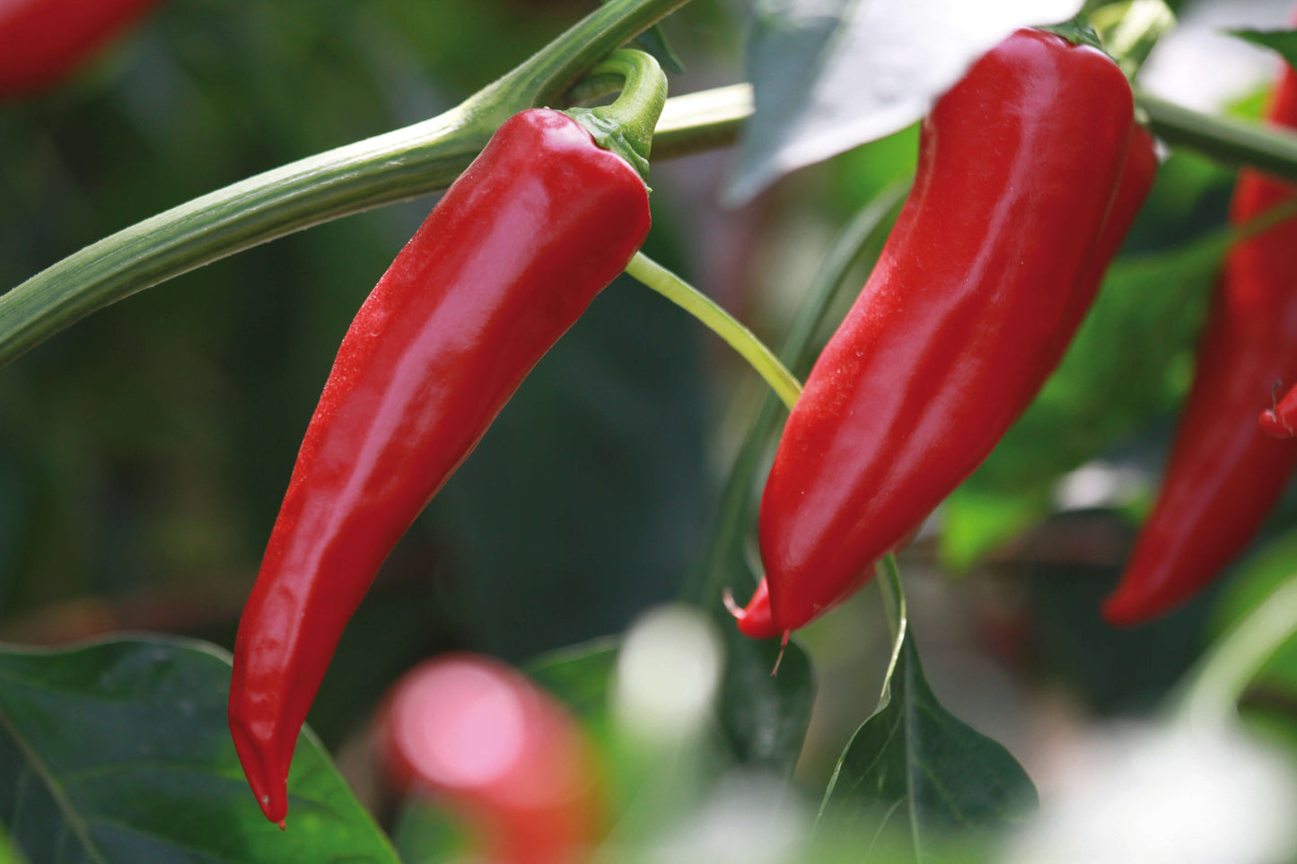 Scharfe Paprika/Chili im Spar-Set | 3 Stück