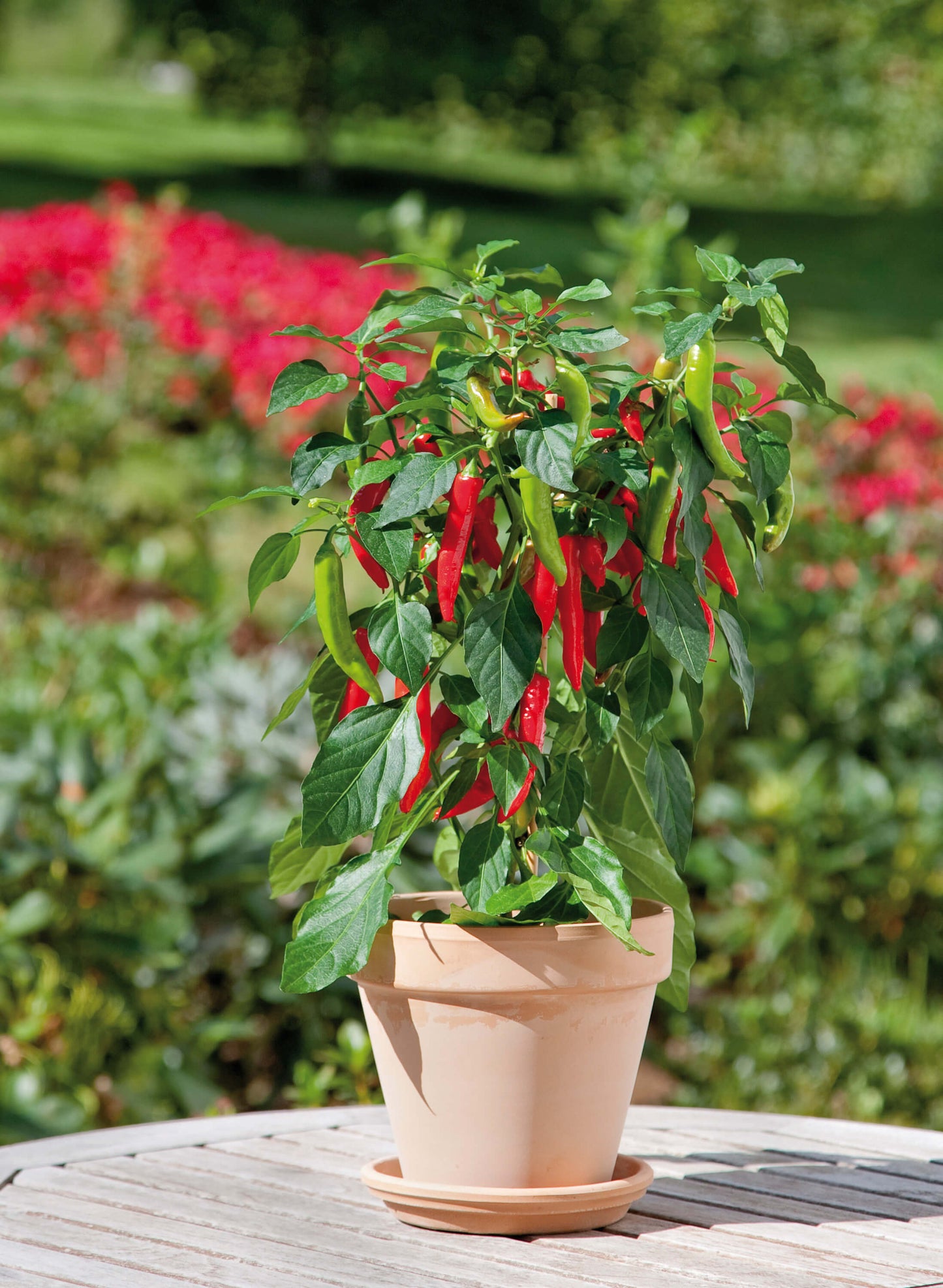 Scharfe Paprika/Chili im Spar-Set | 3 Stück