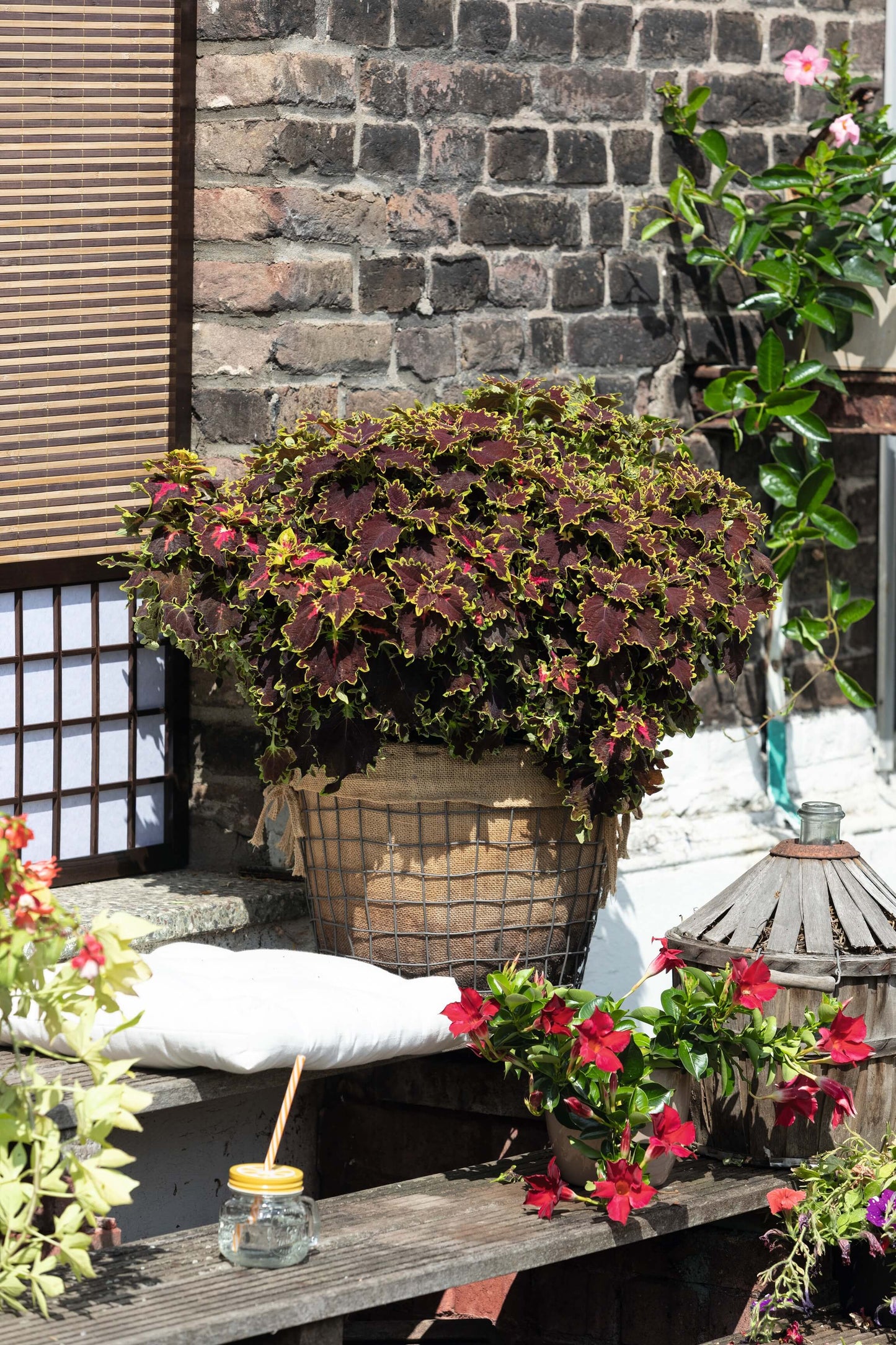 Buntnessel (Coleus blumei) 'Stained Glassworks' in verschiedenen Farben
