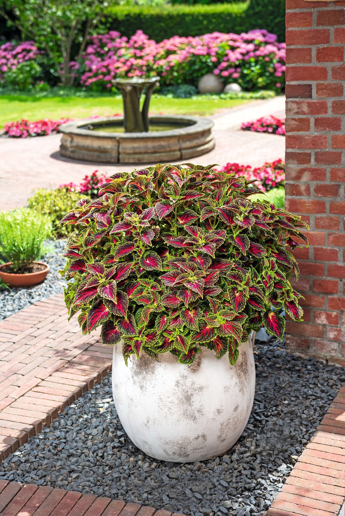 Buntnessel (Coleus blumei) 'Stained Glassworks' in verschiedenen Farben