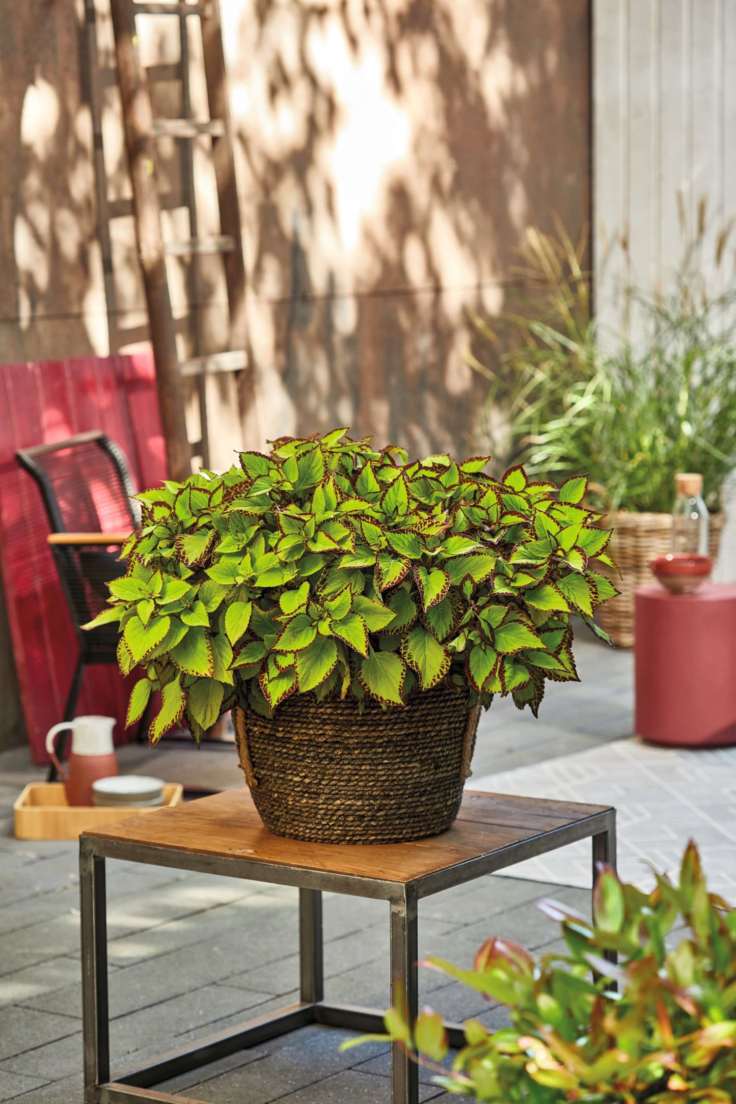 Buntnessel (Coleus blumei) 'Stained Glassworks' in verschiedenen Farben