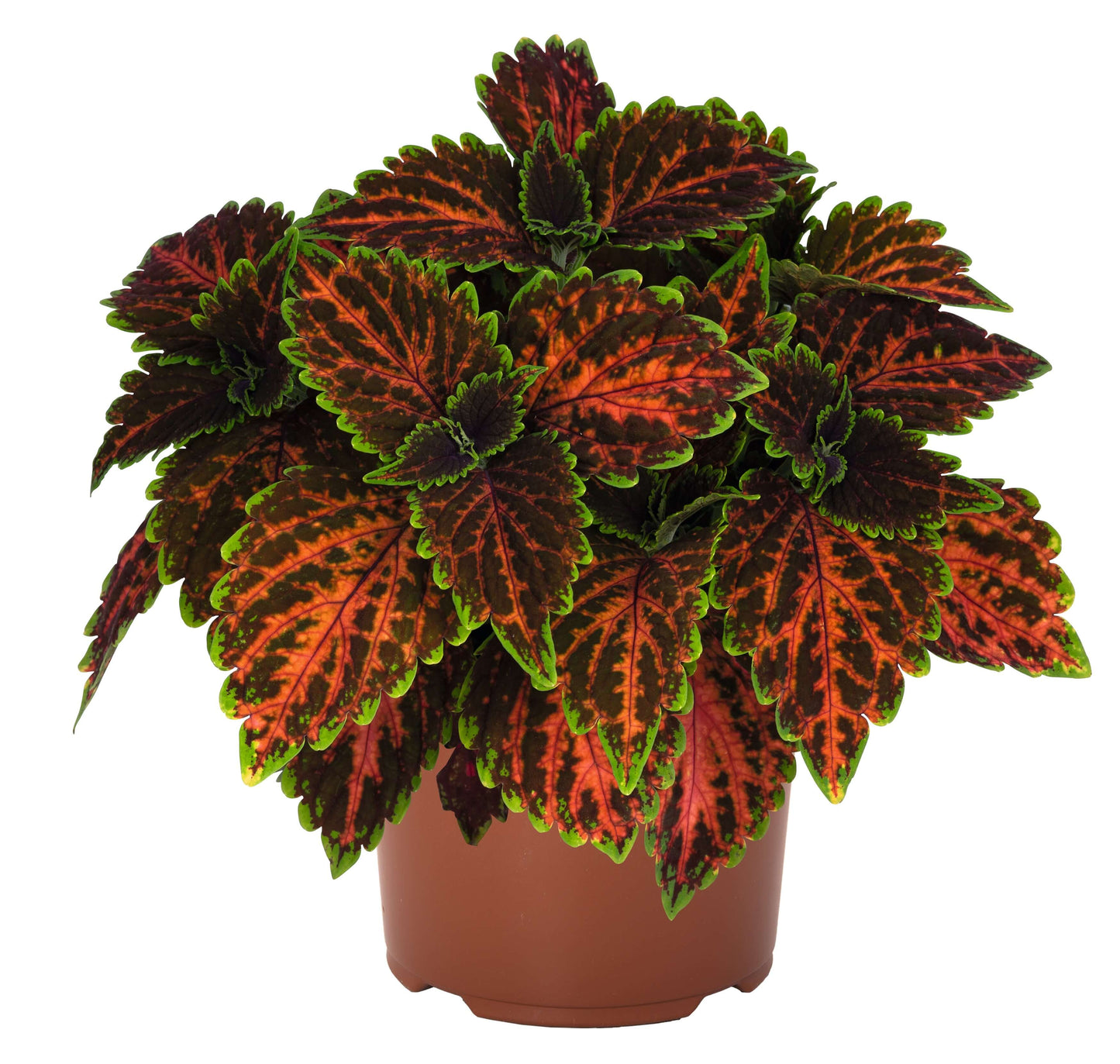 Buntnessel (Coleus blumei) 'Stained Glassworks' in verschiedenen Farben