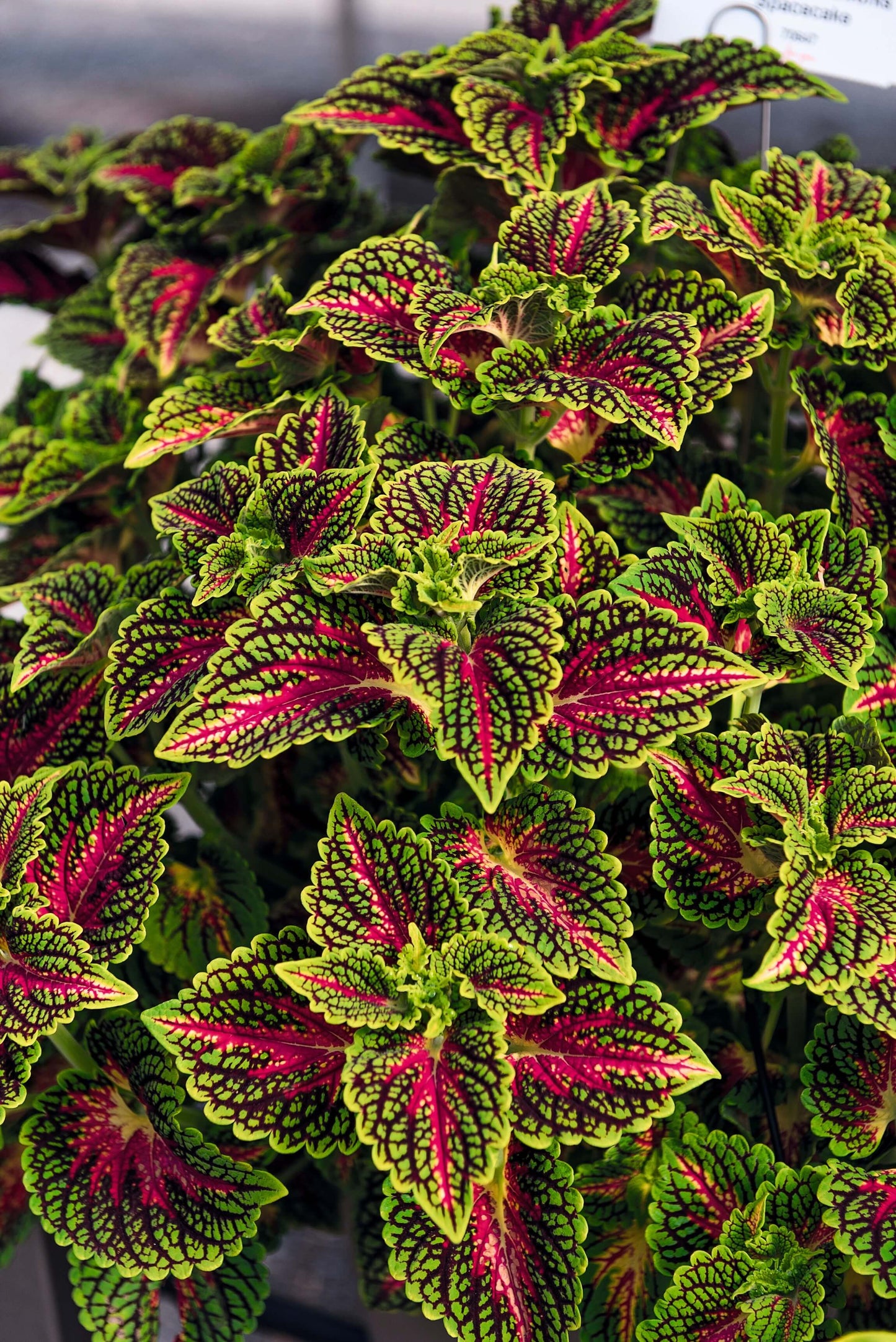 Buntnessel (Coleus blumei) 'Stained Glassworks' in verschiedenen Farben