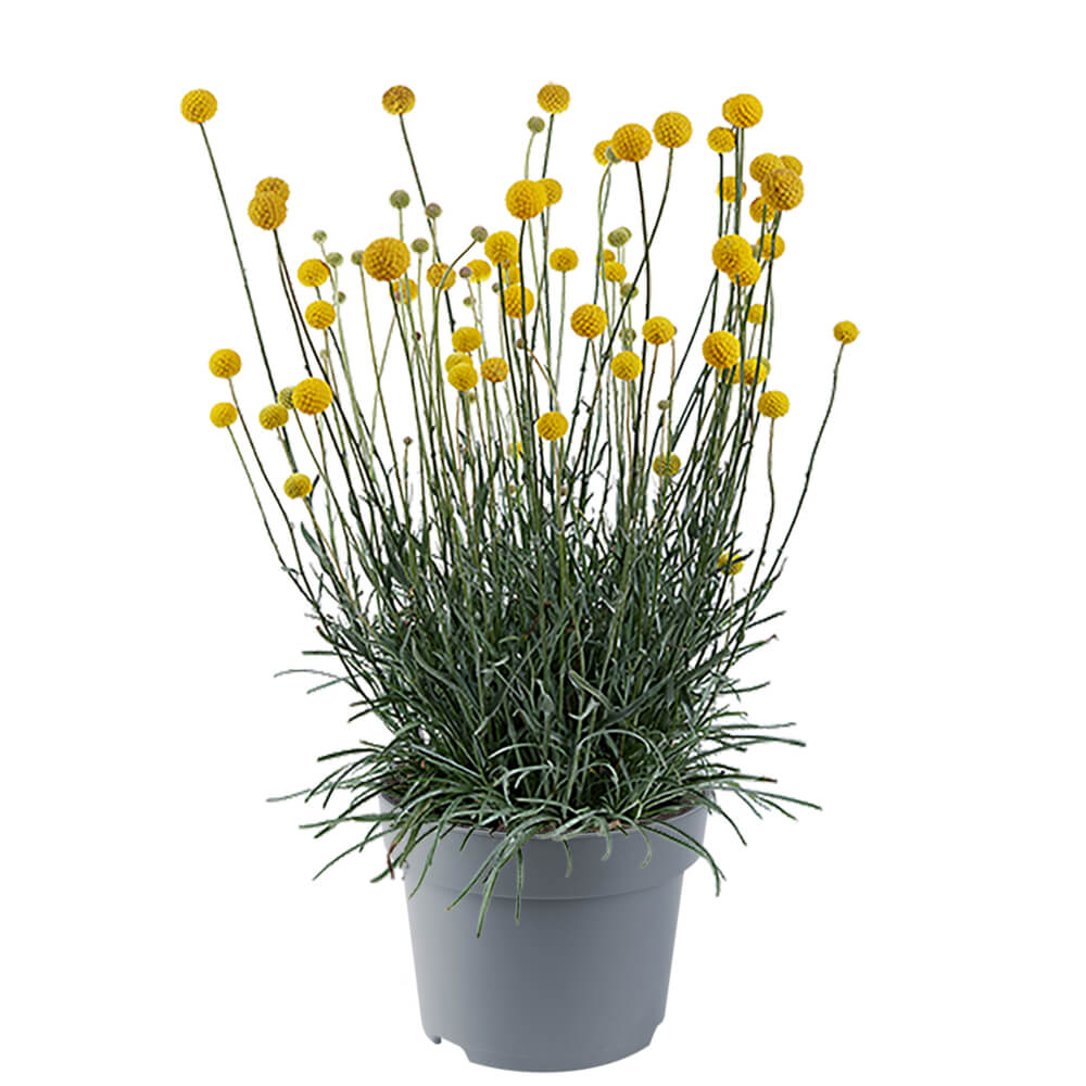 Trommelstöckchen (Craspedia globosa) 'Golf Beauty' T12