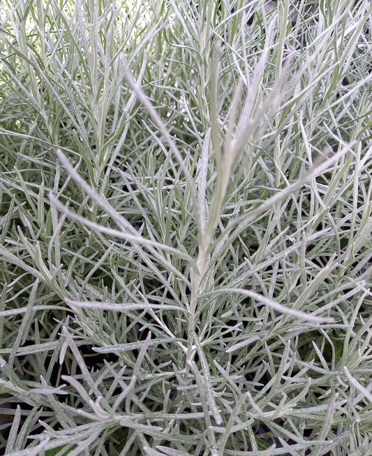 Currykraut (Helichrysum angustifolium) 'Kari' T12