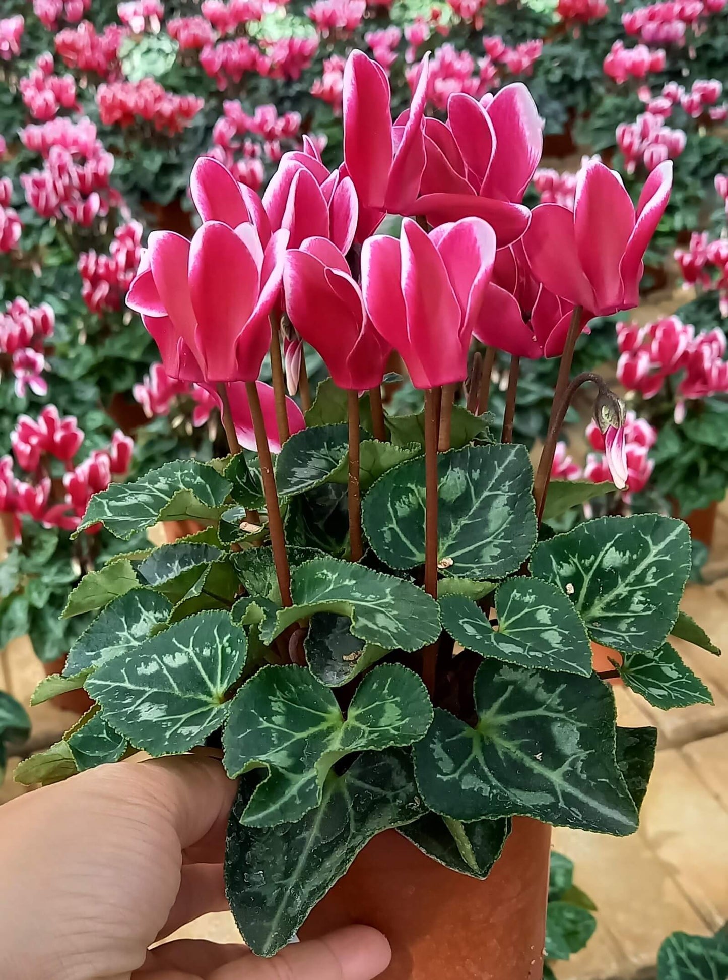 Alpenveilchen (Cyclamen persicum) 'Metis® in verschiedenen Farben