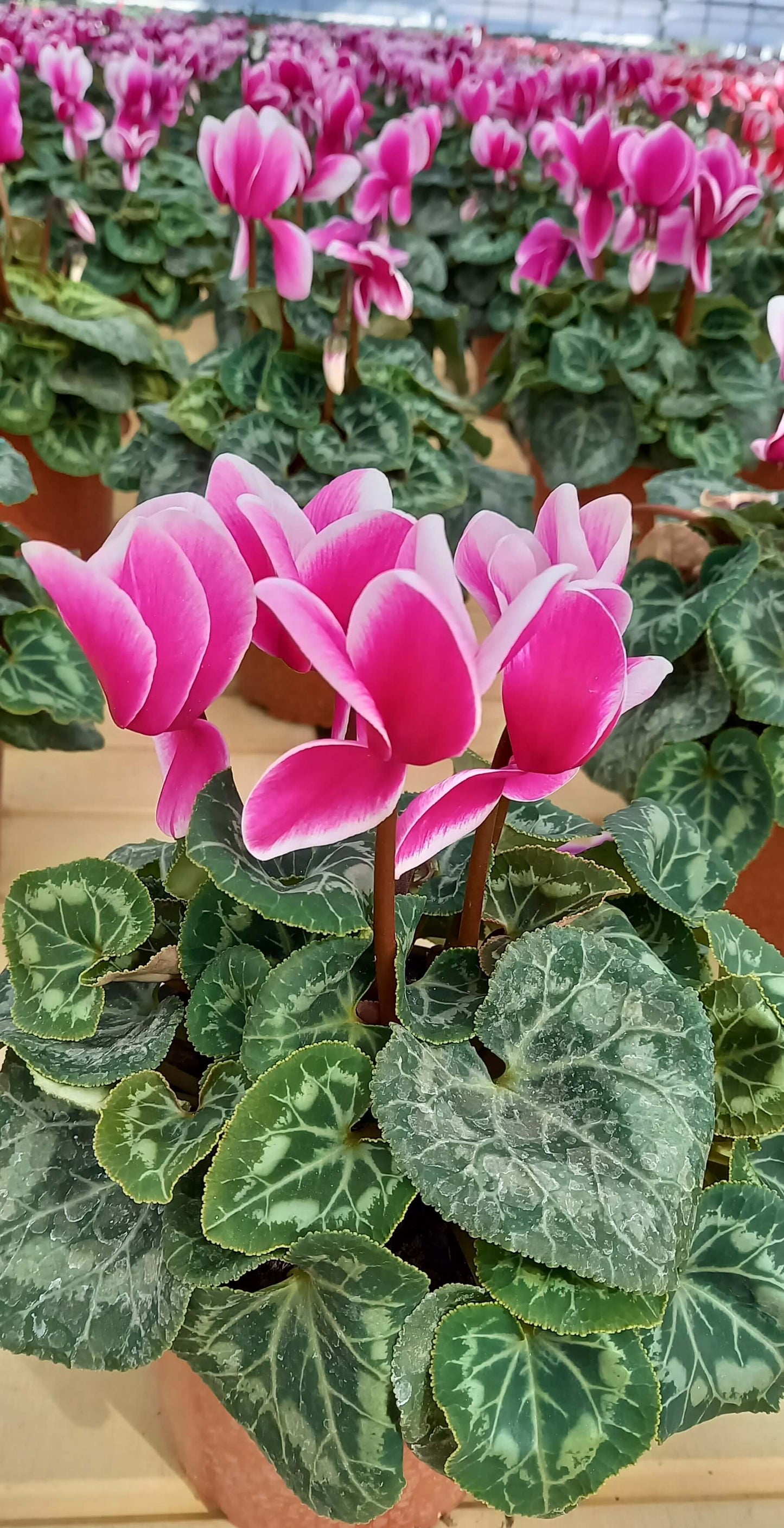 Alpenveilchen (Cyclamen persicum) 'Halios® in verschiedenen Farben