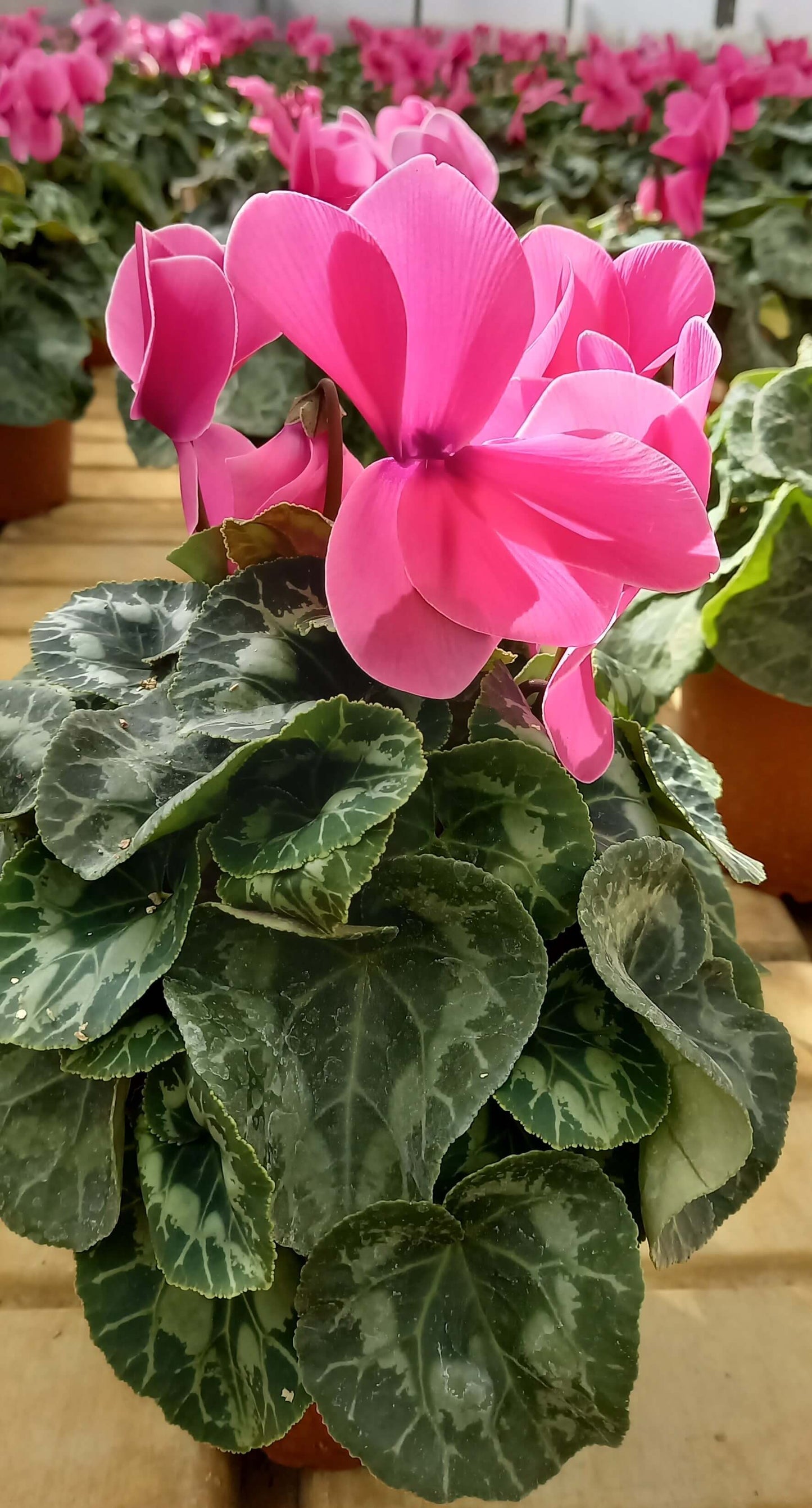 Alpenveilchen (Cyclamen persicum) 'Halios® in verschiedenen Farben
