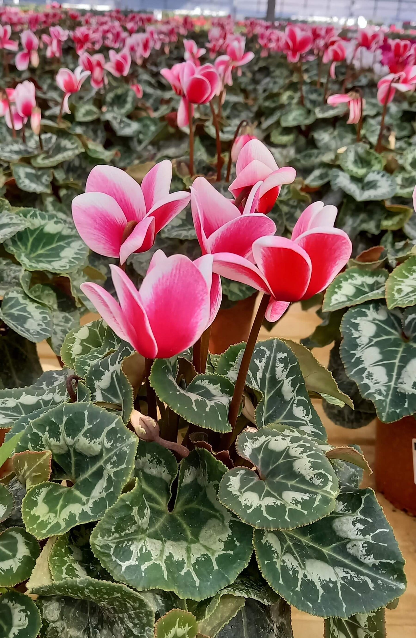 Alpenveilchen (Cyclamen persicum) 'Halios® in verschiedenen Farben