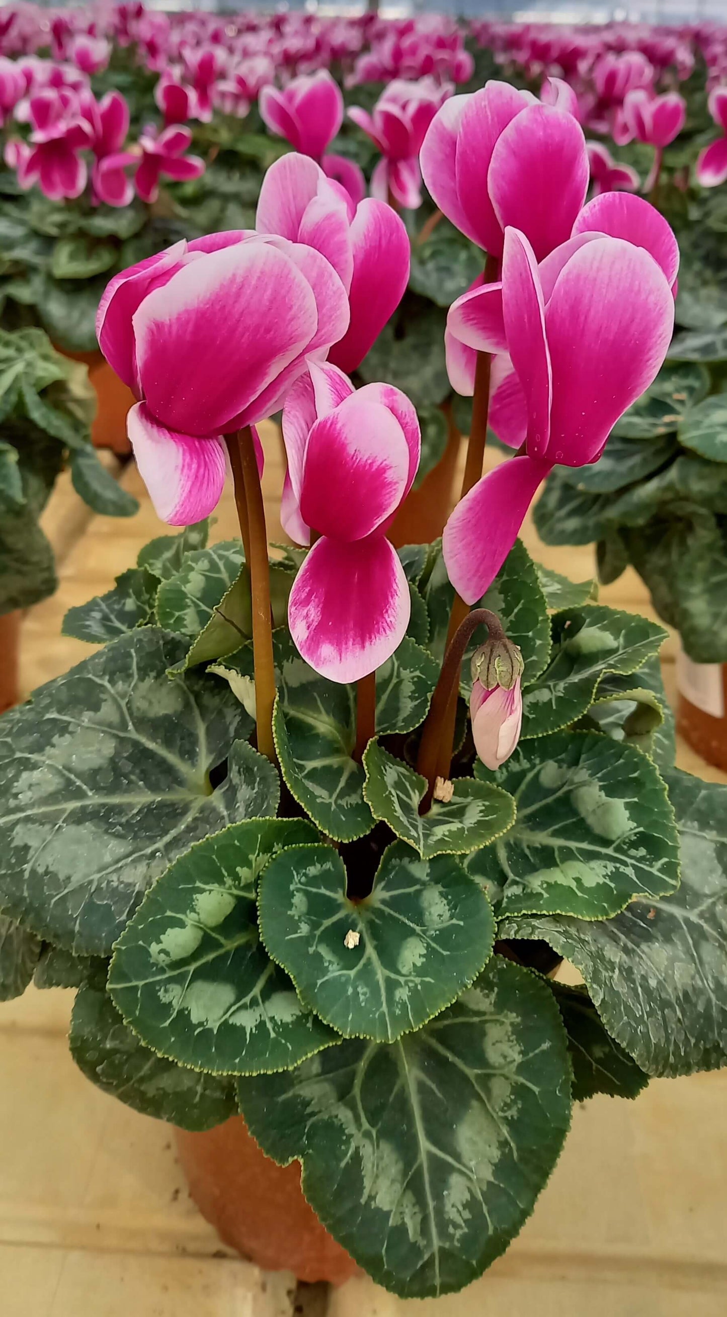 Alpenveilchen (Cyclamen persicum) 'Halios® in verschiedenen Farben
