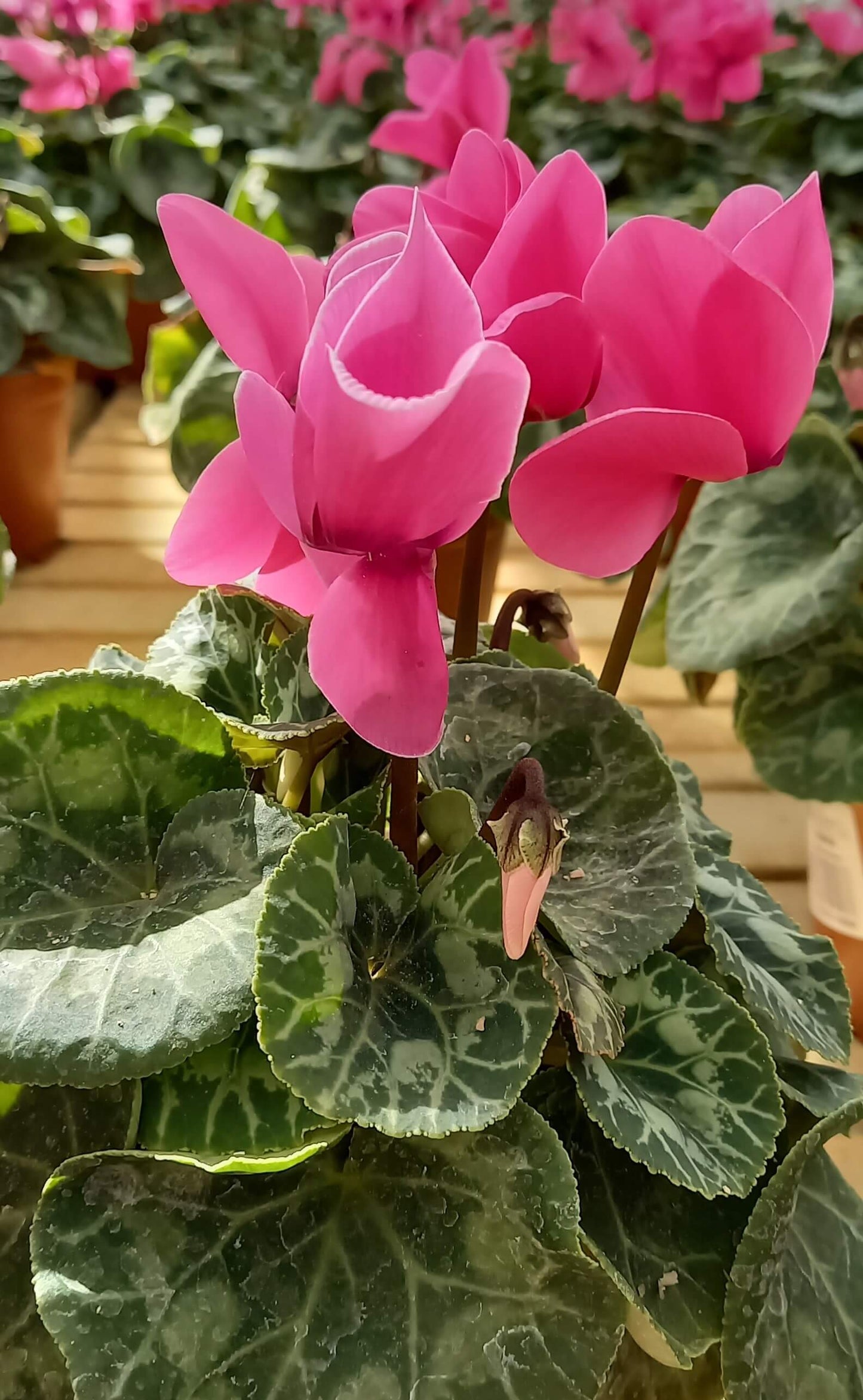 Alpenveilchen (Cyclamen persicum) 'Halios® in verschiedenen Farben