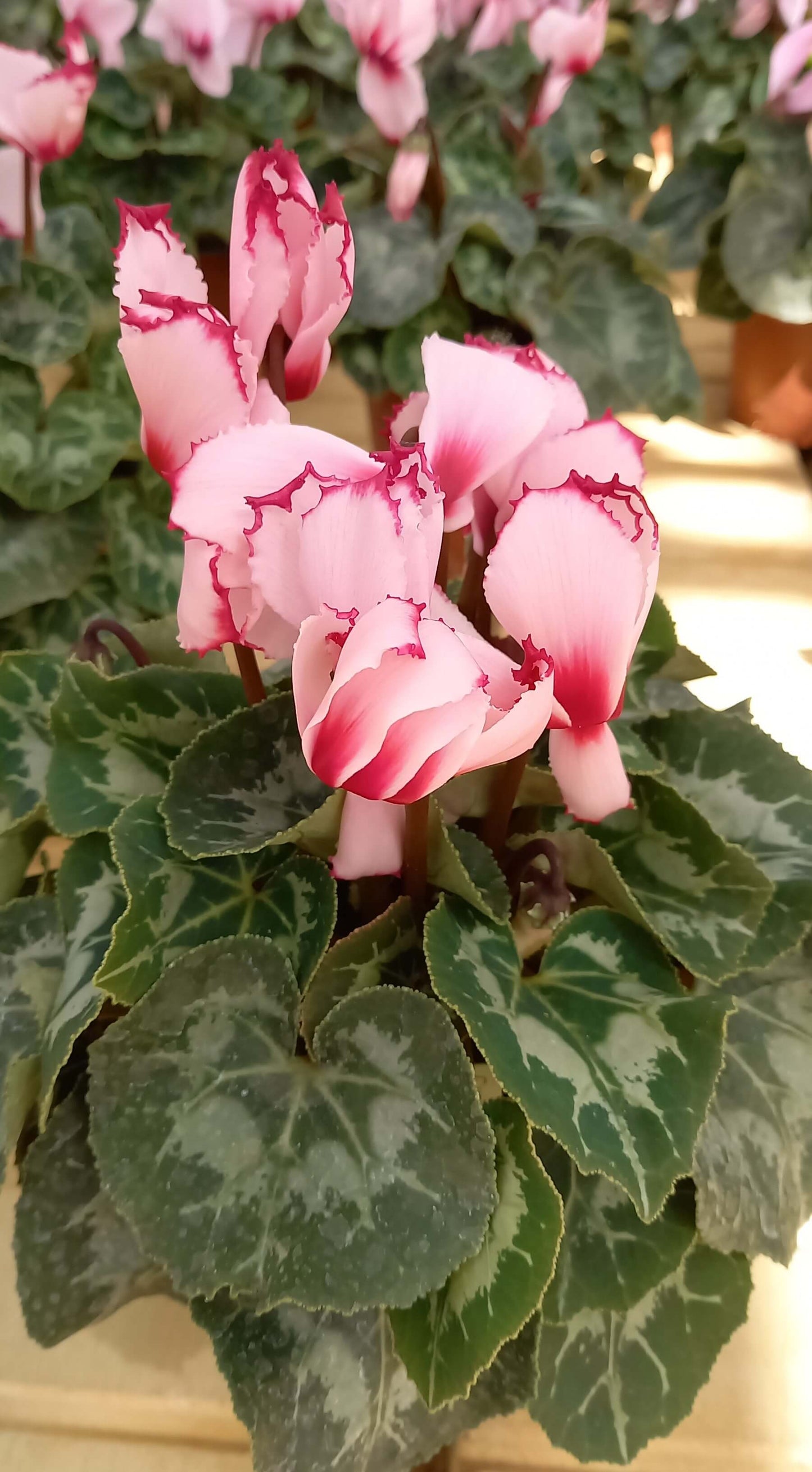 Alpenveilchen (Cyclamen persicum) 'Halios® in verschiedenen Farben