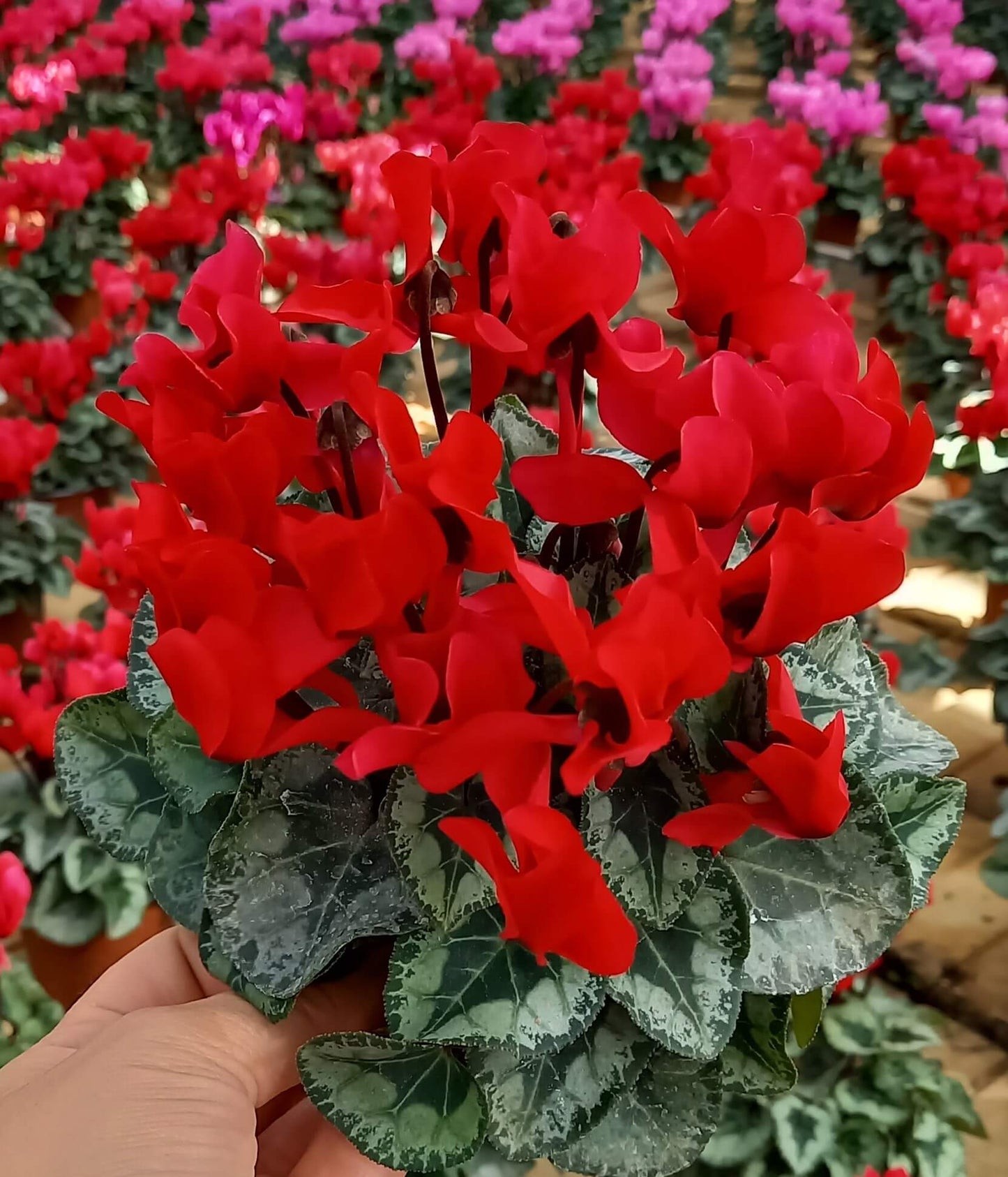 Alpenveilchen (Cyclamen persicum) 'Metis® in verschiedenen Farben