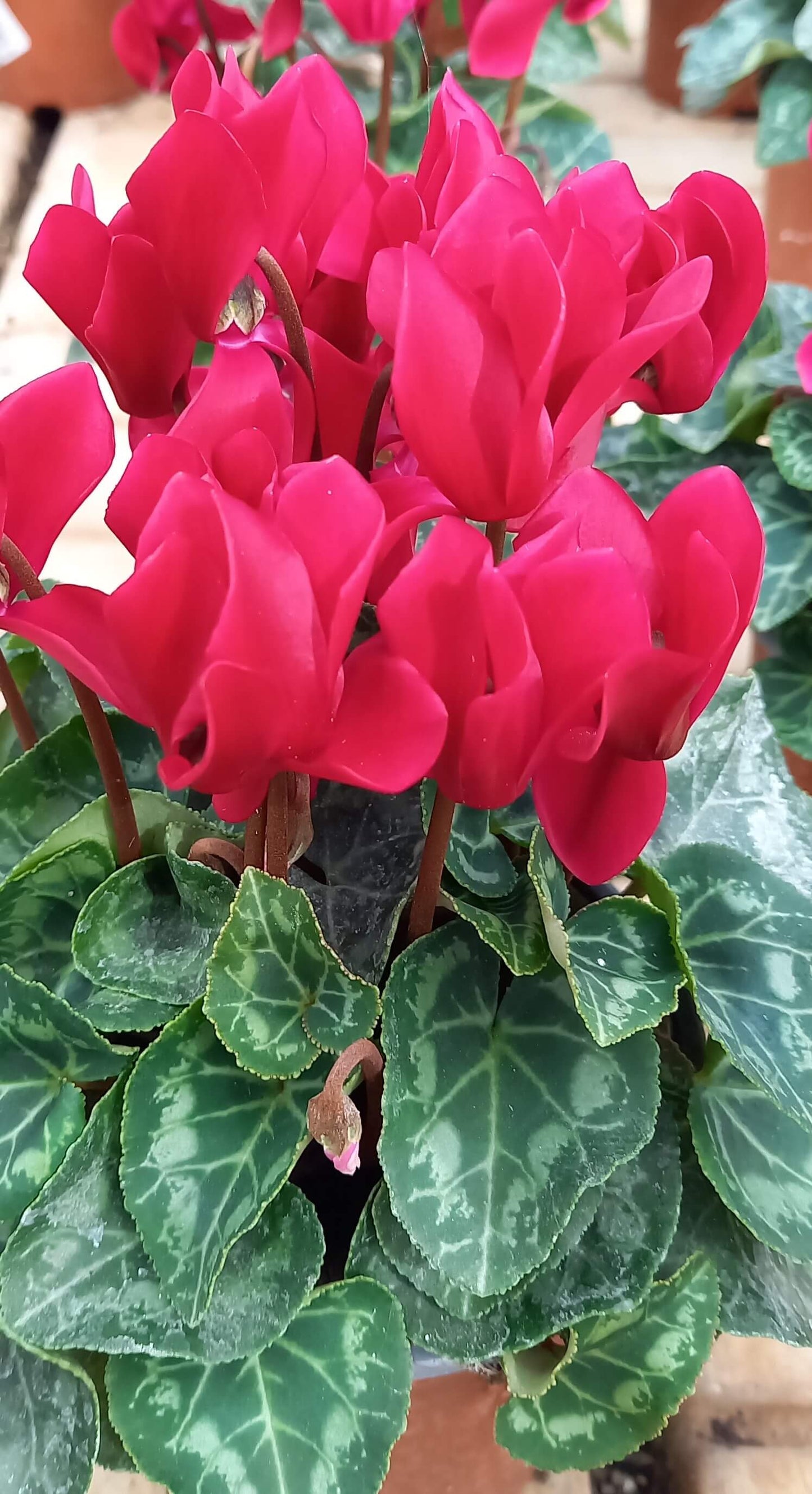 Alpenveilchen (Cyclamen persicum) 'Metis® in verschiedenen Farben