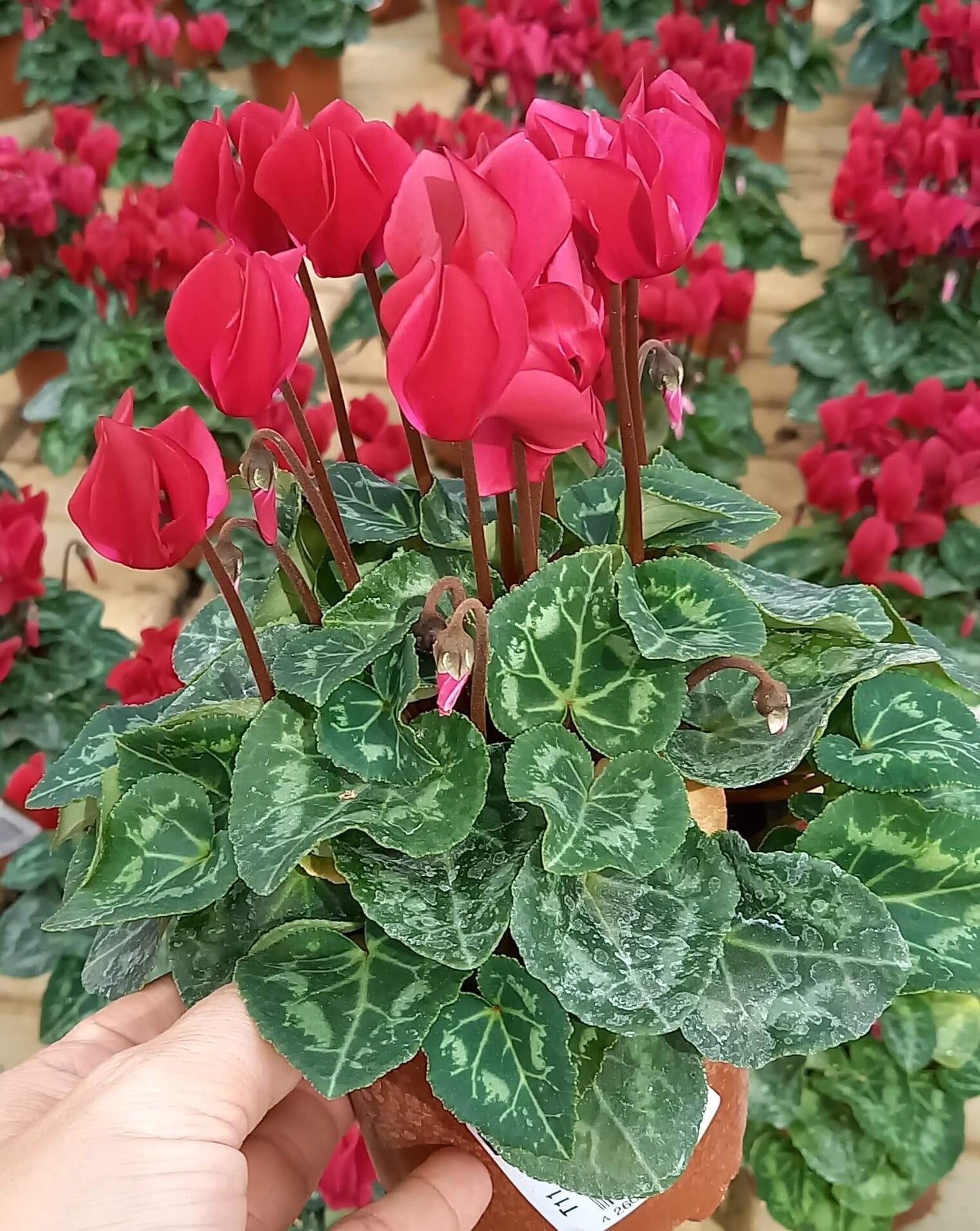 Alpenveilchen (Cyclamen persicum) 'Metis® in verschiedenen Farben