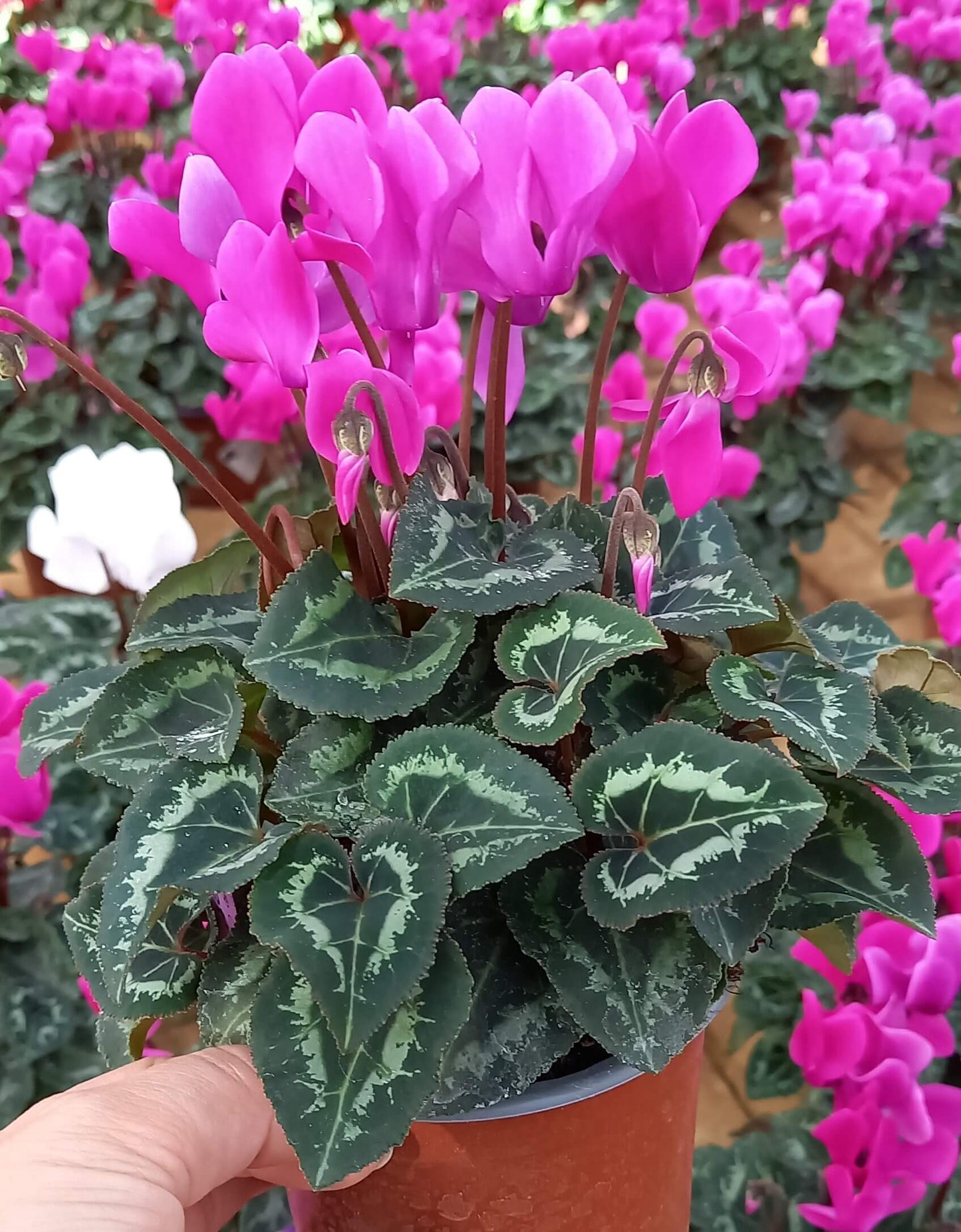 Alpenveilchen (Cyclamen persicum) 'Metis® in verschiedenen Farben