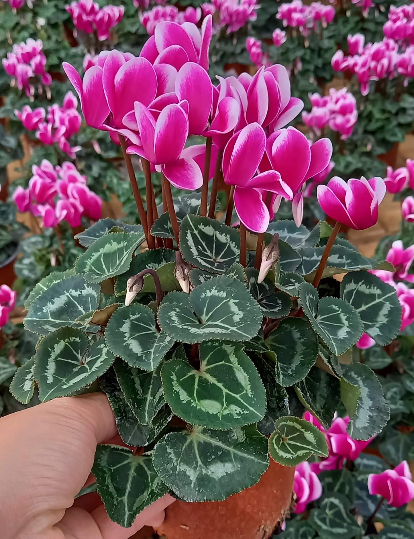 Alpenveilchen (Cyclamen persicum) 'Metis® in verschiedenen Farben