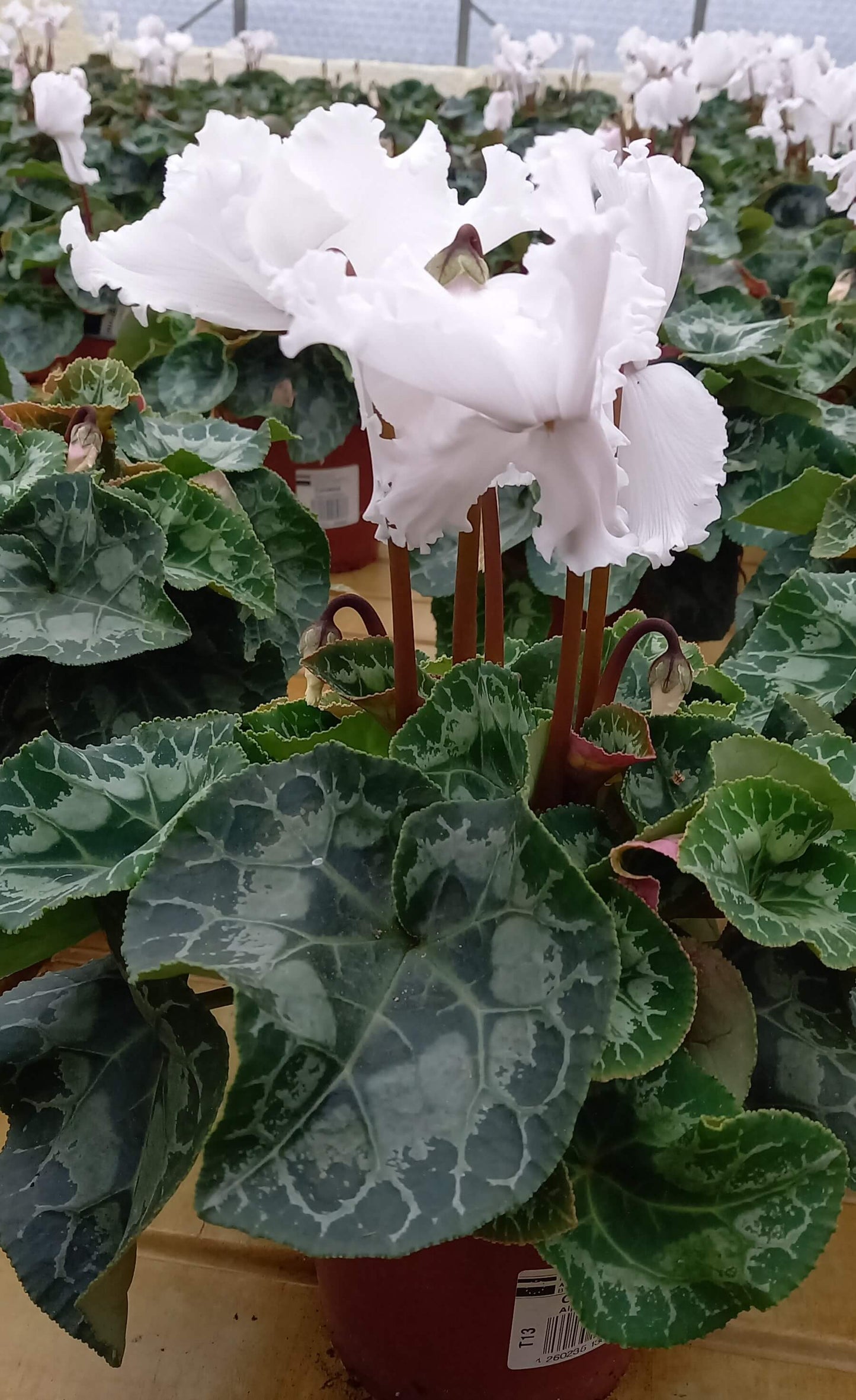 Alpenveilchen (Cyclamen persicum) 'Halios® in verschiedenen Farben