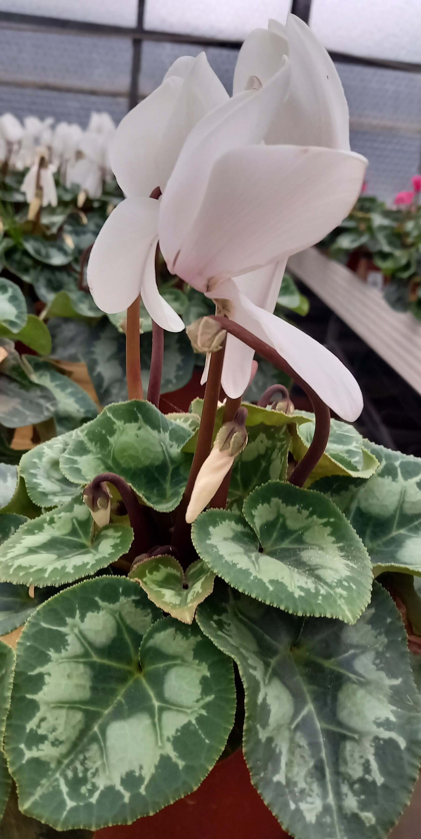 Alpenveilchen (Cyclamen persicum) 'Halios® in verschiedenen Farben