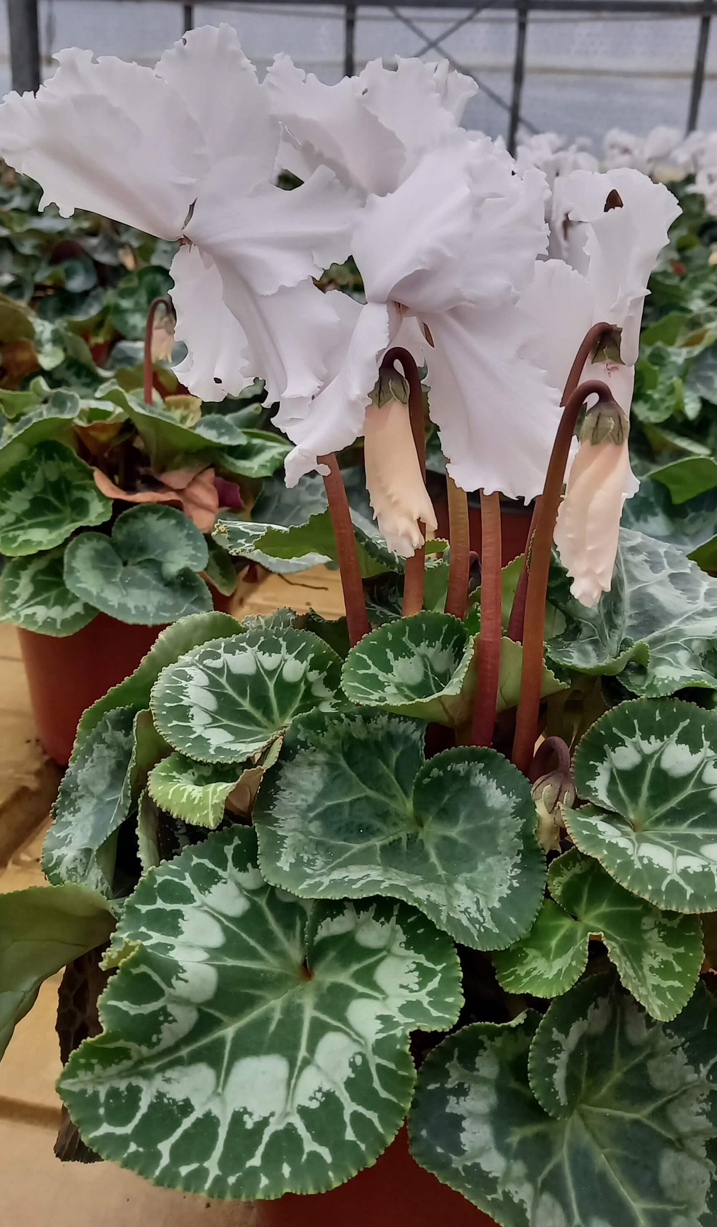 Alpenveilchen (Cyclamen persicum) 'Halios® in verschiedenen Farben