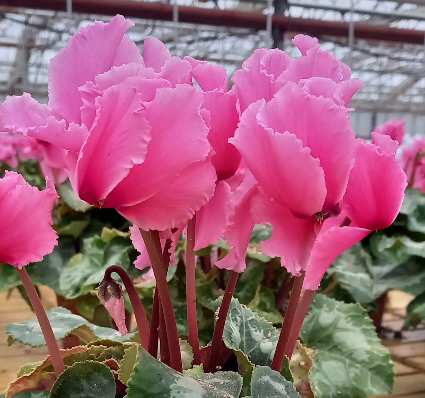 Alpenveilchen (Cyclamen persicum) 'Halios® in verschiedenen Farben