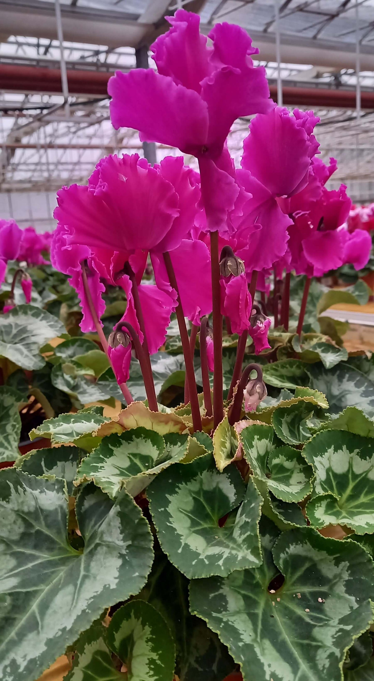Alpenveilchen (Cyclamen persicum) 'Halios® in verschiedenen Farben