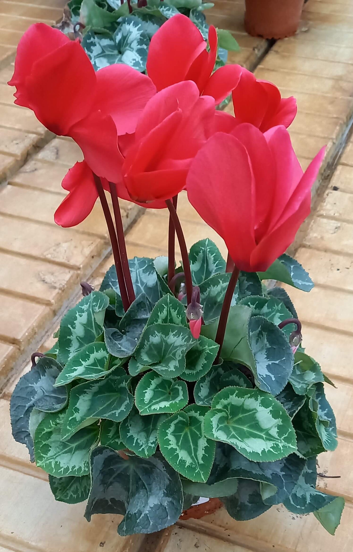 Alpenveilchen (Cyclamen persicum) 'Halios® in verschiedenen Farben