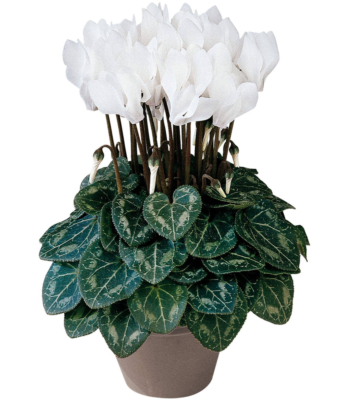 Alpenveilchen (Cyclamen persicum) 'Metis® in verschiedenen Farben
