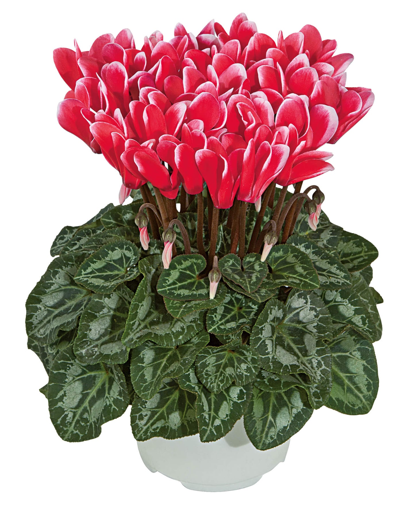 Alpenveilchen (Cyclamen persicum) 'Metis® in verschiedenen Farben