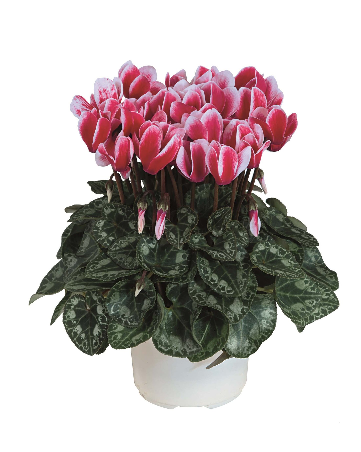 Alpenveilchen (Cyclamen persicum) 'Metis® in verschiedenen Farben