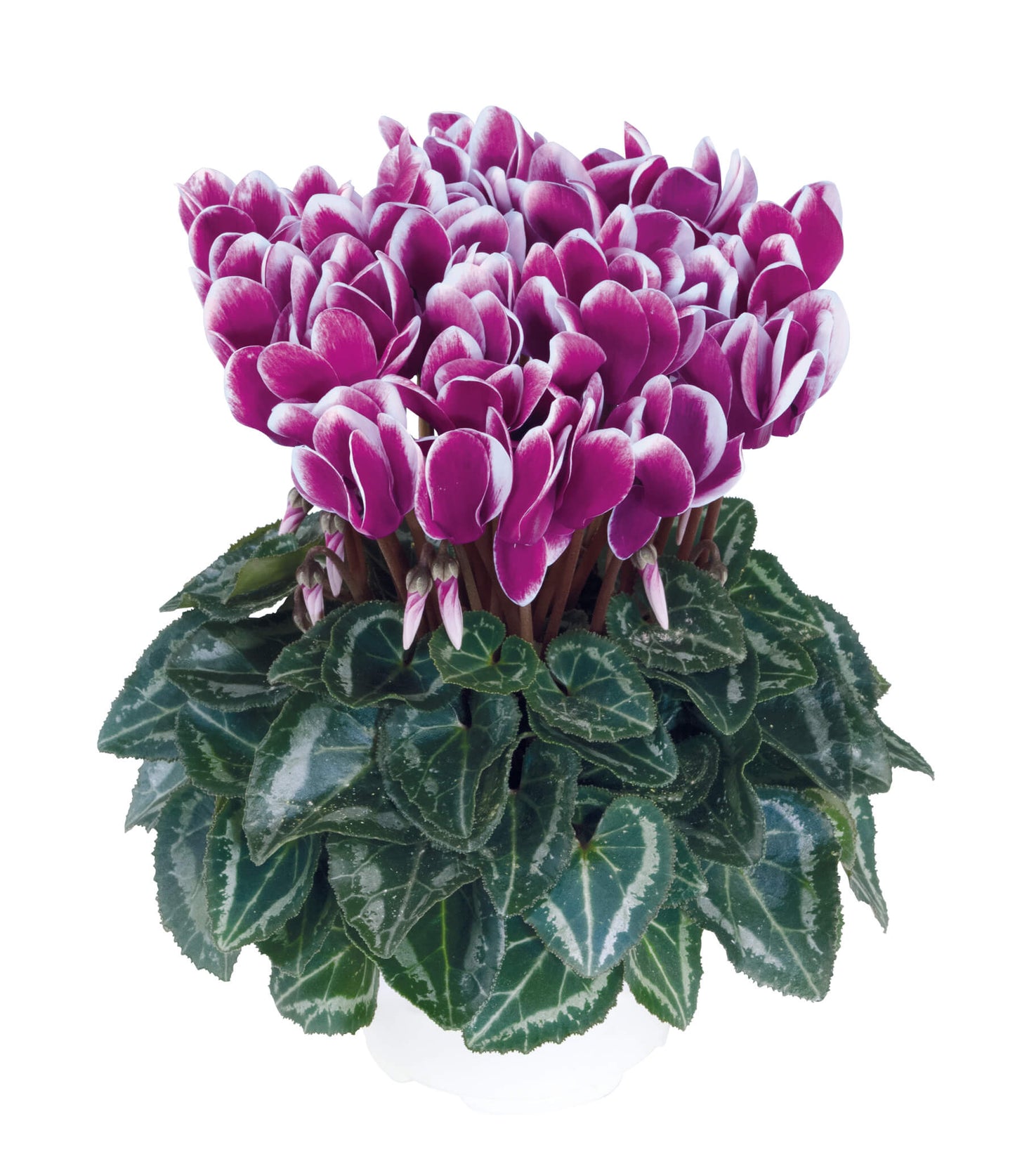 Alpenveilchen (Cyclamen persicum) 'Metis® in verschiedenen Farben