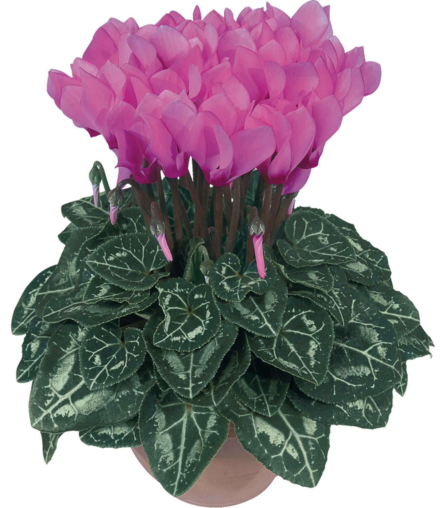 Alpenveilchen (Cyclamen persicum) 'Metis® in verschiedenen Farben