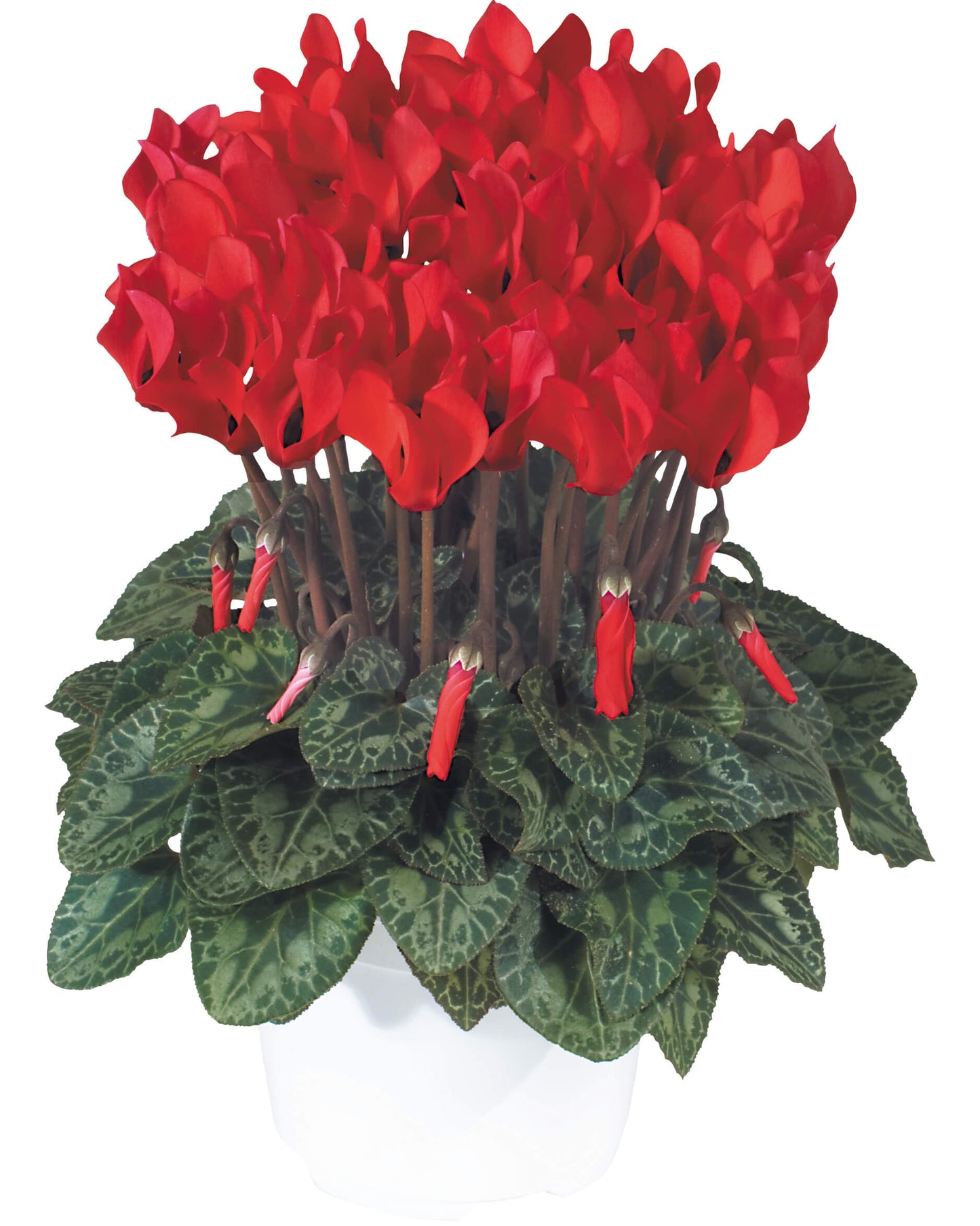 Alpenveilchen (Cyclamen persicum) 'Metis® in verschiedenen Farben