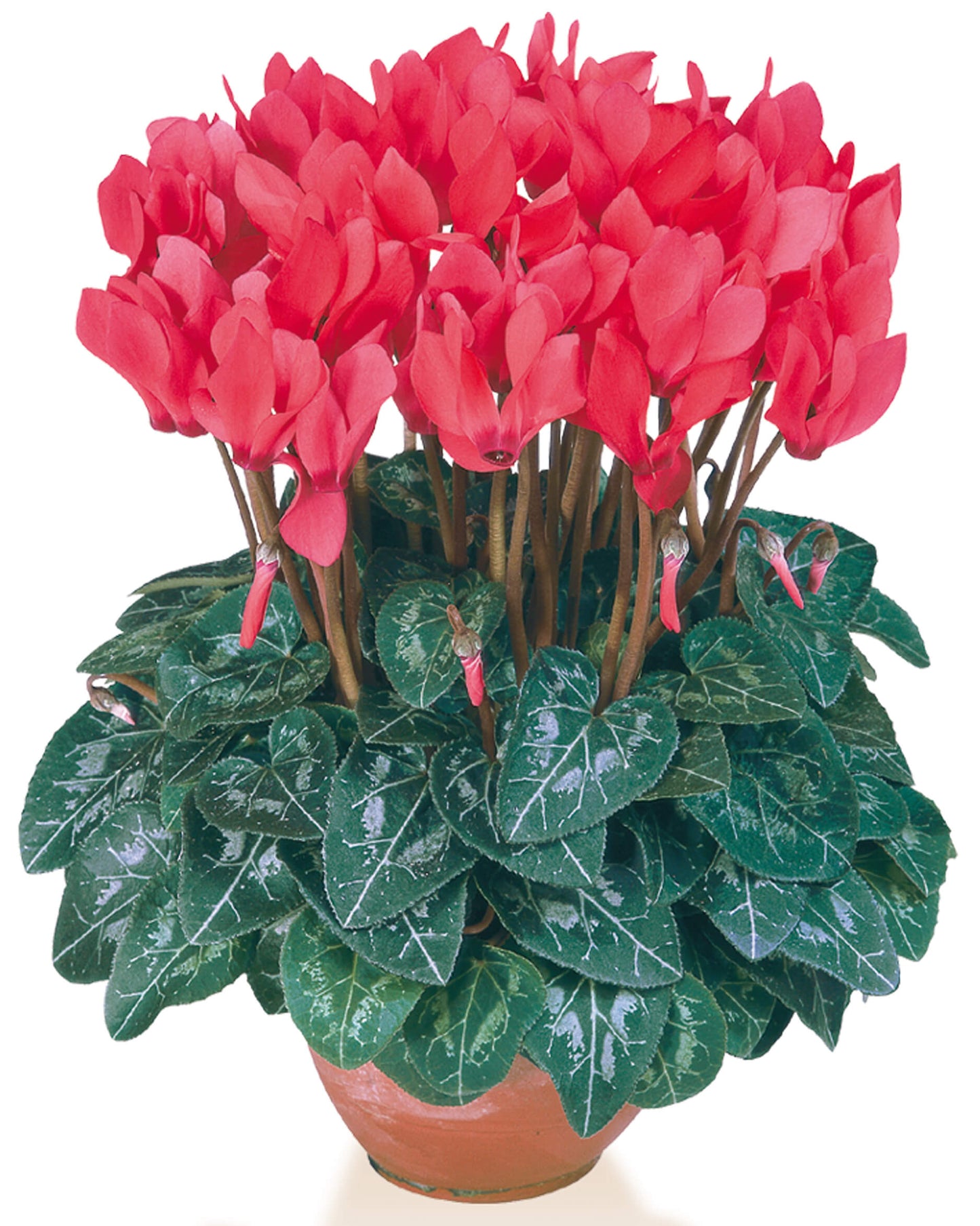 Alpenveilchen (Cyclamen persicum) 'Metis® in verschiedenen Farben