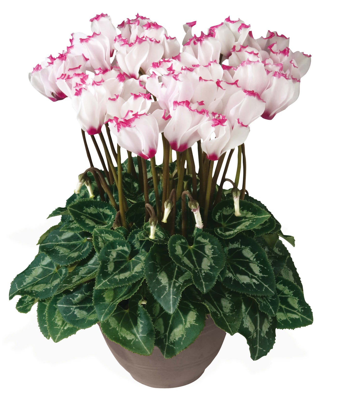 Alpenveilchen (Cyclamen persicum) 'Metis® in verschiedenen Farben