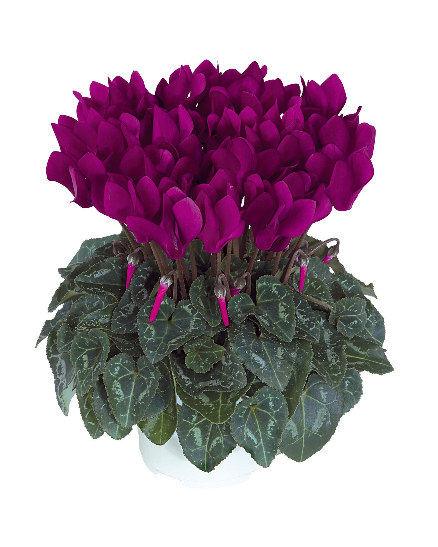 Alpenveilchen (Cyclamen persicum) 'Metis® in verschiedenen Farben