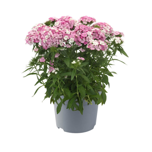 Bartnelke (Dianthus barbatus) 'Dart' in verschiedenen Farben - winterhart
