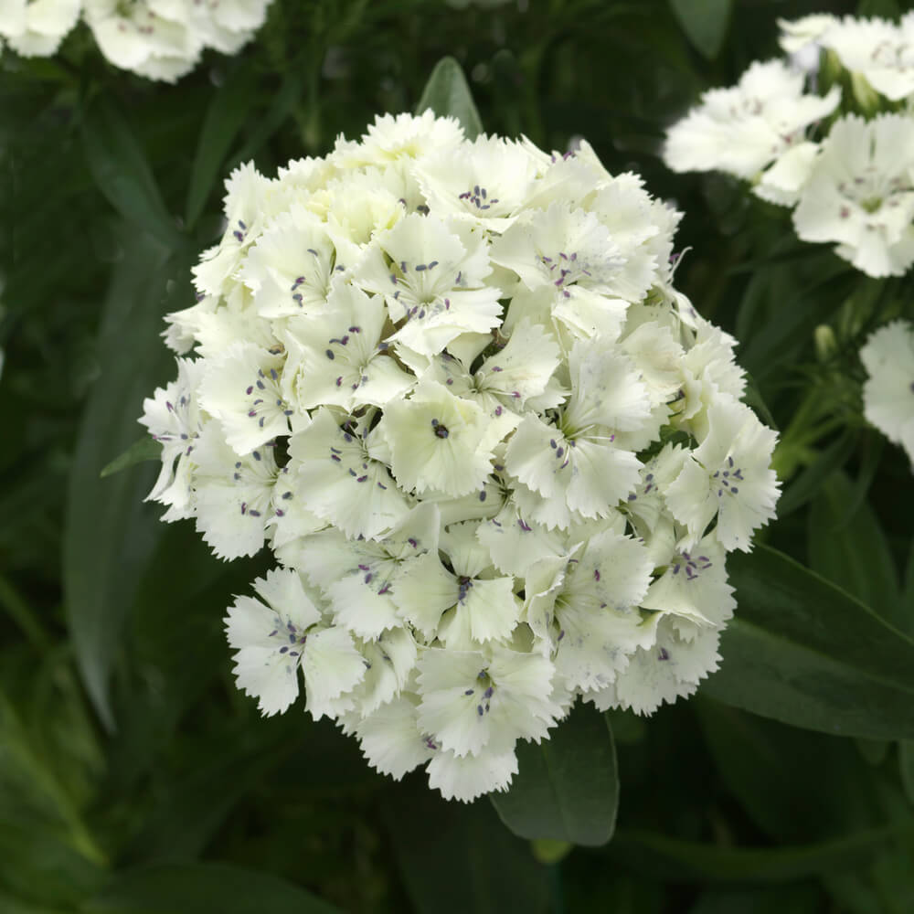 Bartnelke (Dianthus barbatus) 'Dart' in verschiedenen Farben - winterhart