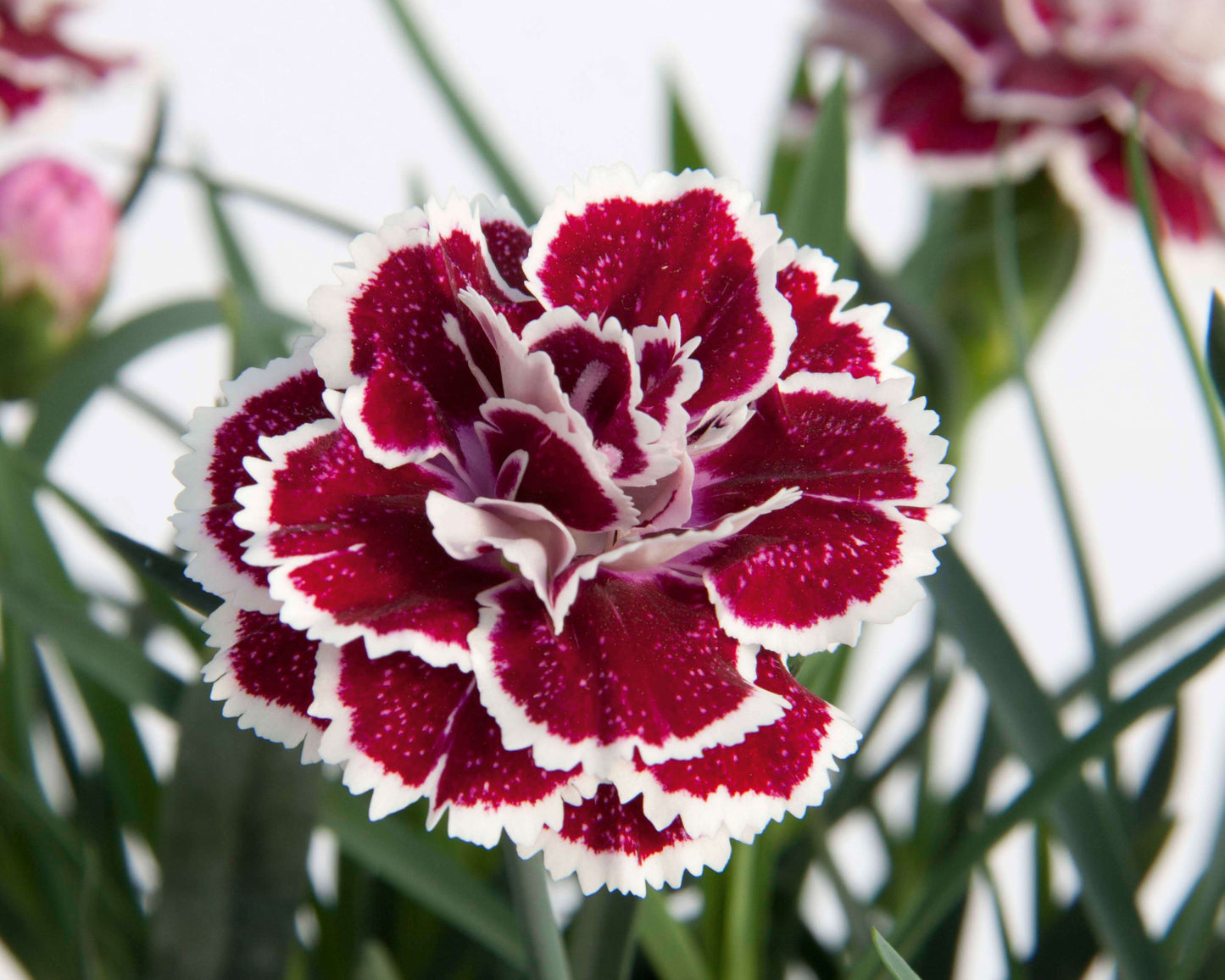 Duft-Nelke (Dianthus) 'DiaDeur® in verschiedenen Farben