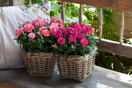 Nelke (Dianthus) 'Oscar®' in verschiedenen Farben