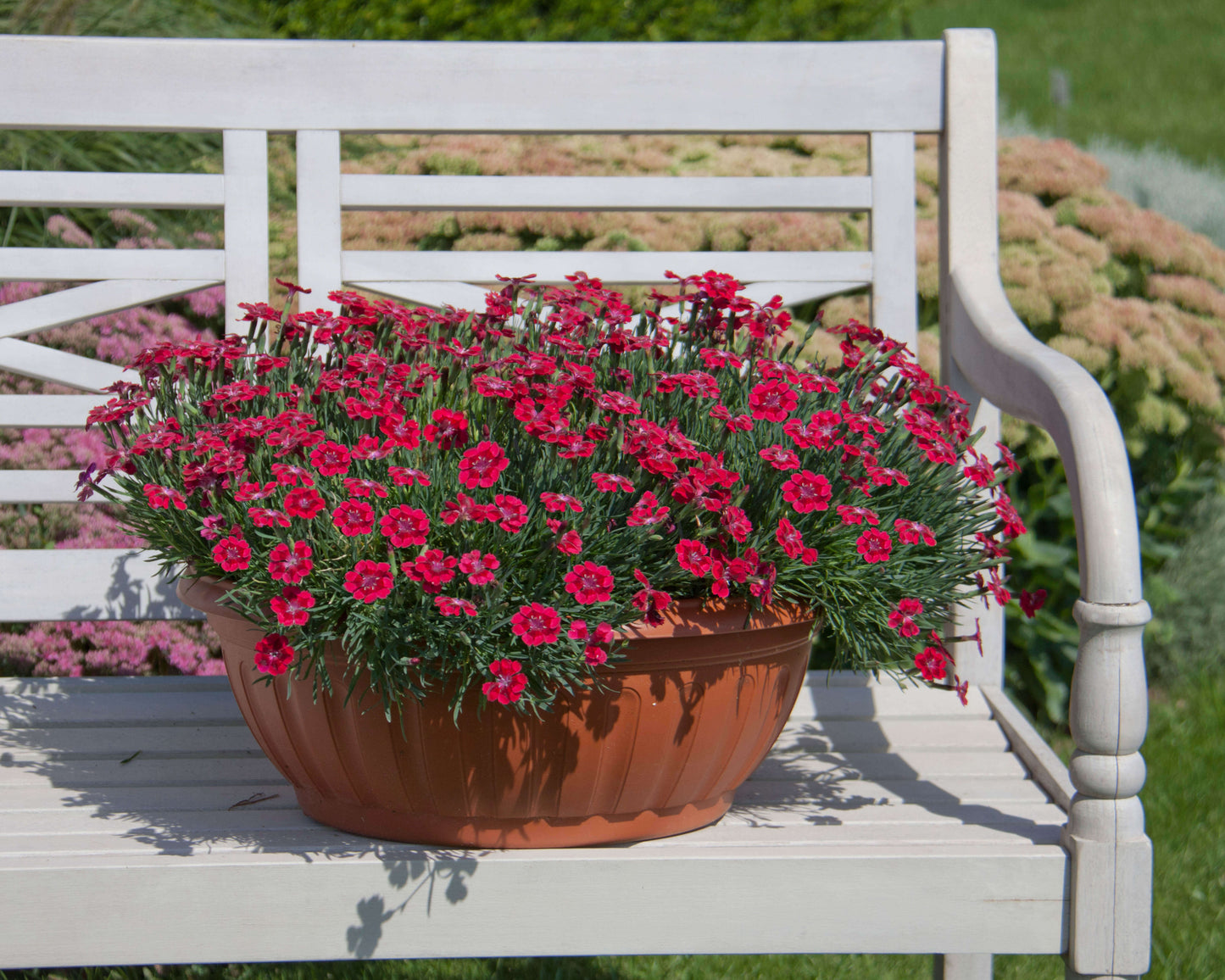 Nelken (Dianthus) im Spar-Set | 6 Stück