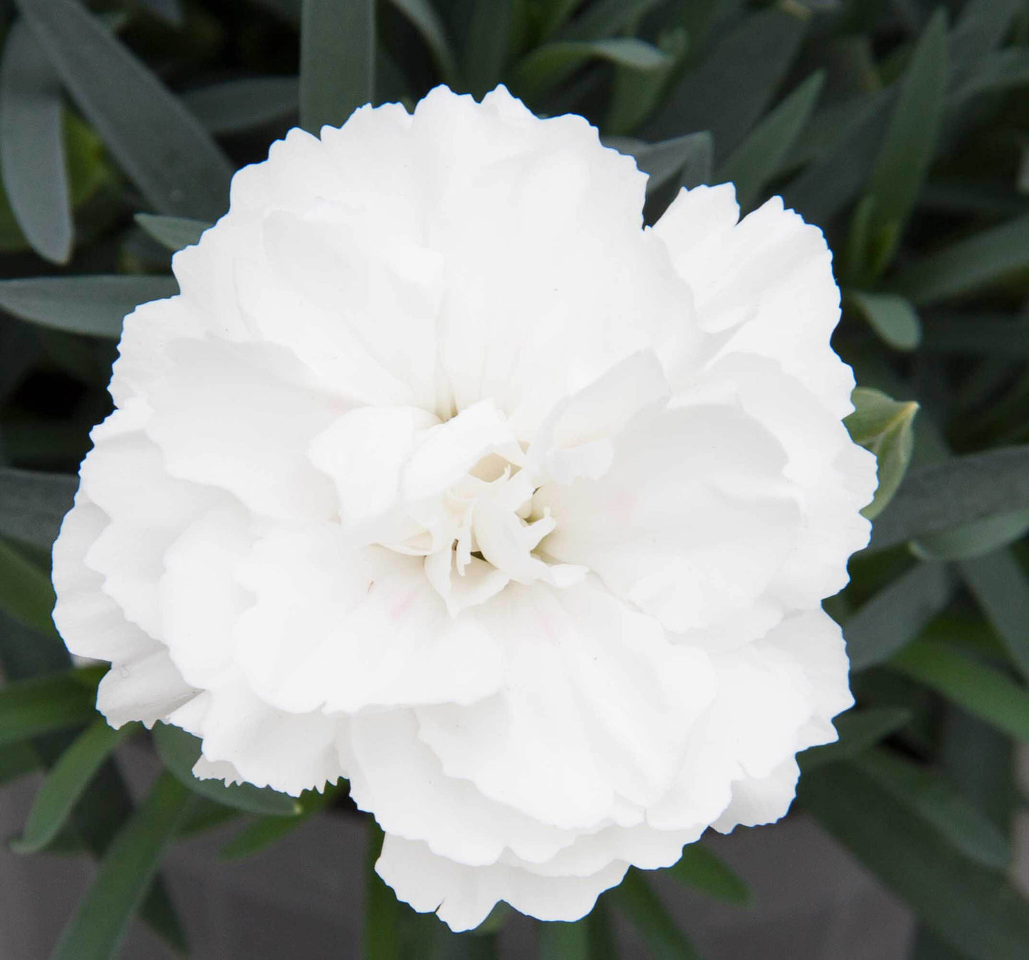 Garten-Nelke (Dianthus) 'SuperTrouper®' in verschiedenen Farben