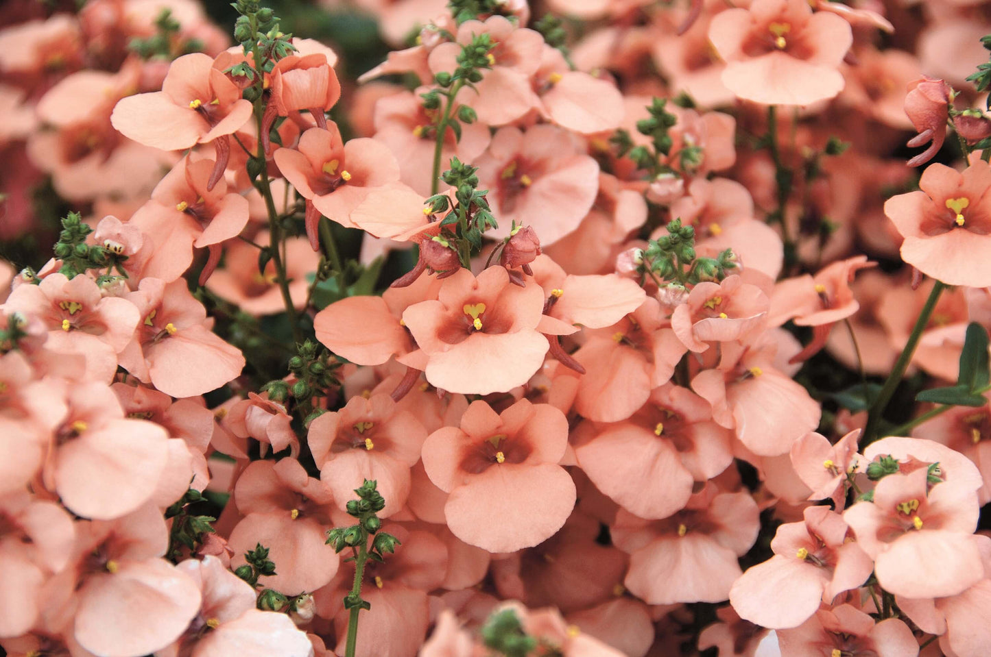 Elfensporn (Diascia barbarae) 'Breezee™' in verschiedenen Farben
