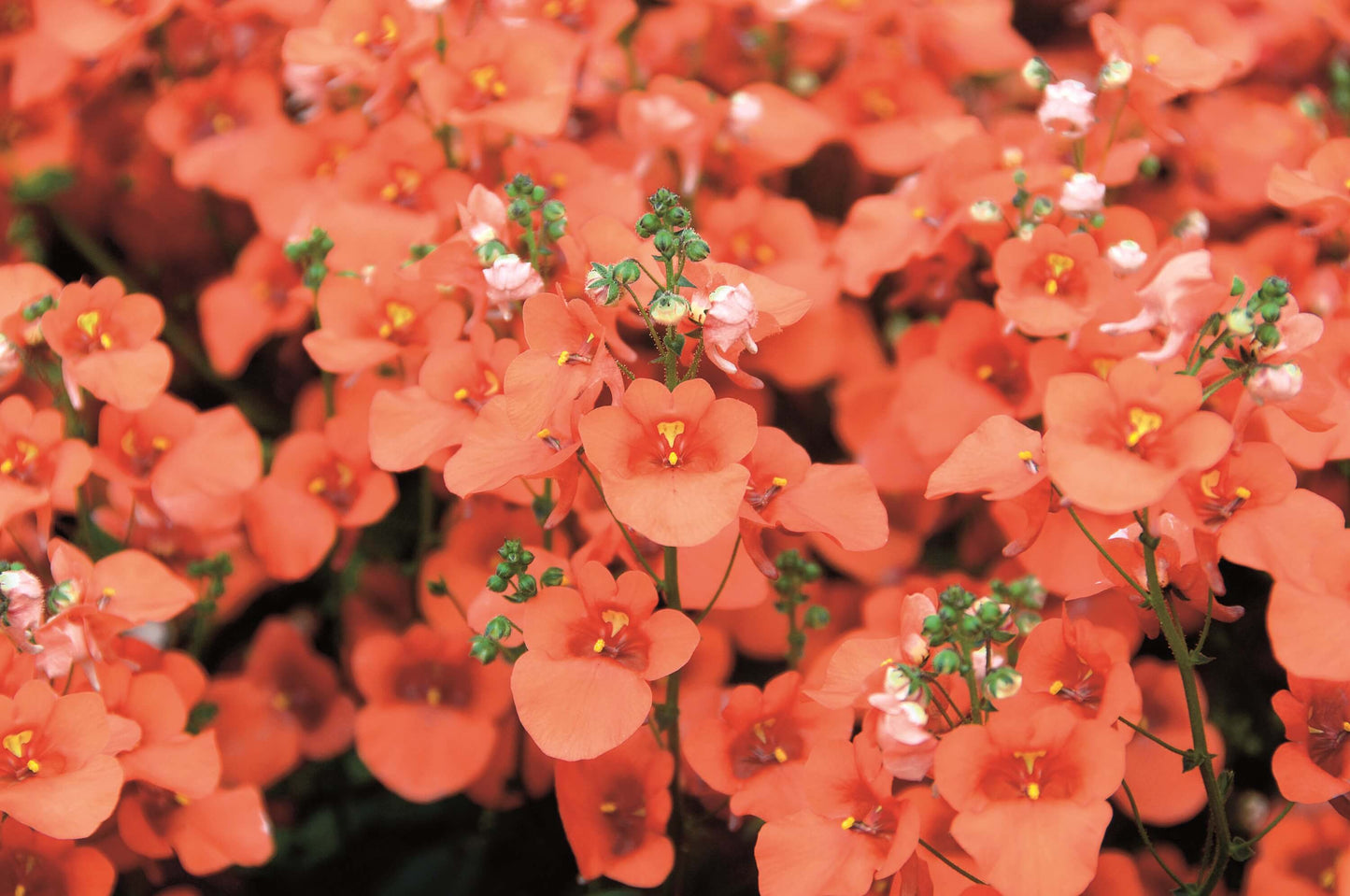 Elfensporn (Diascia barbarae) 'Breezee™' in verschiedenen Farben