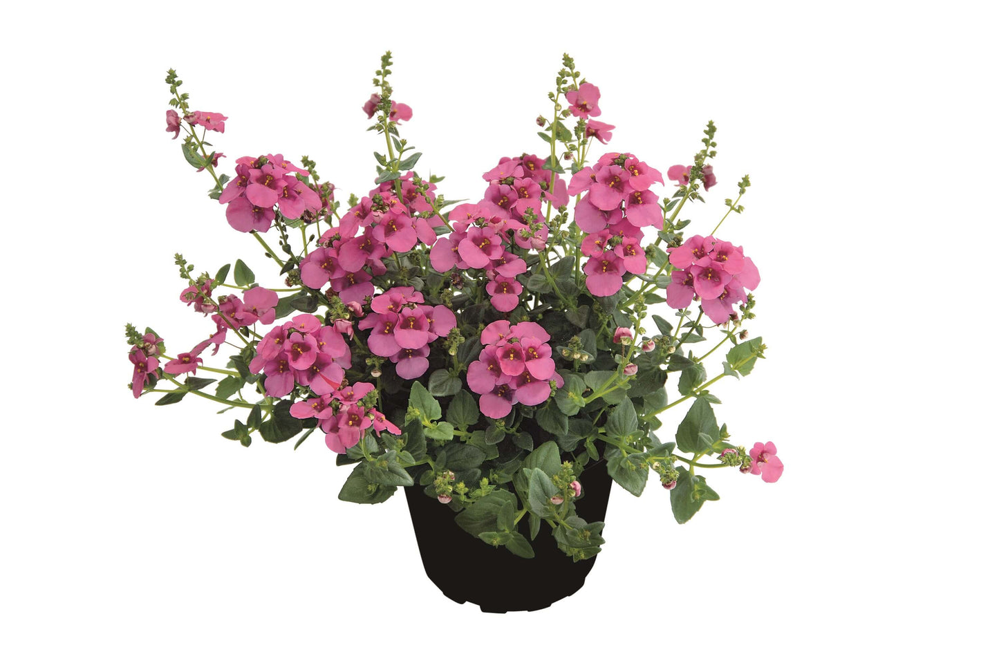 Elfensporn (Diascia barbarae) 'Breezee™' in verschiedenen Farben