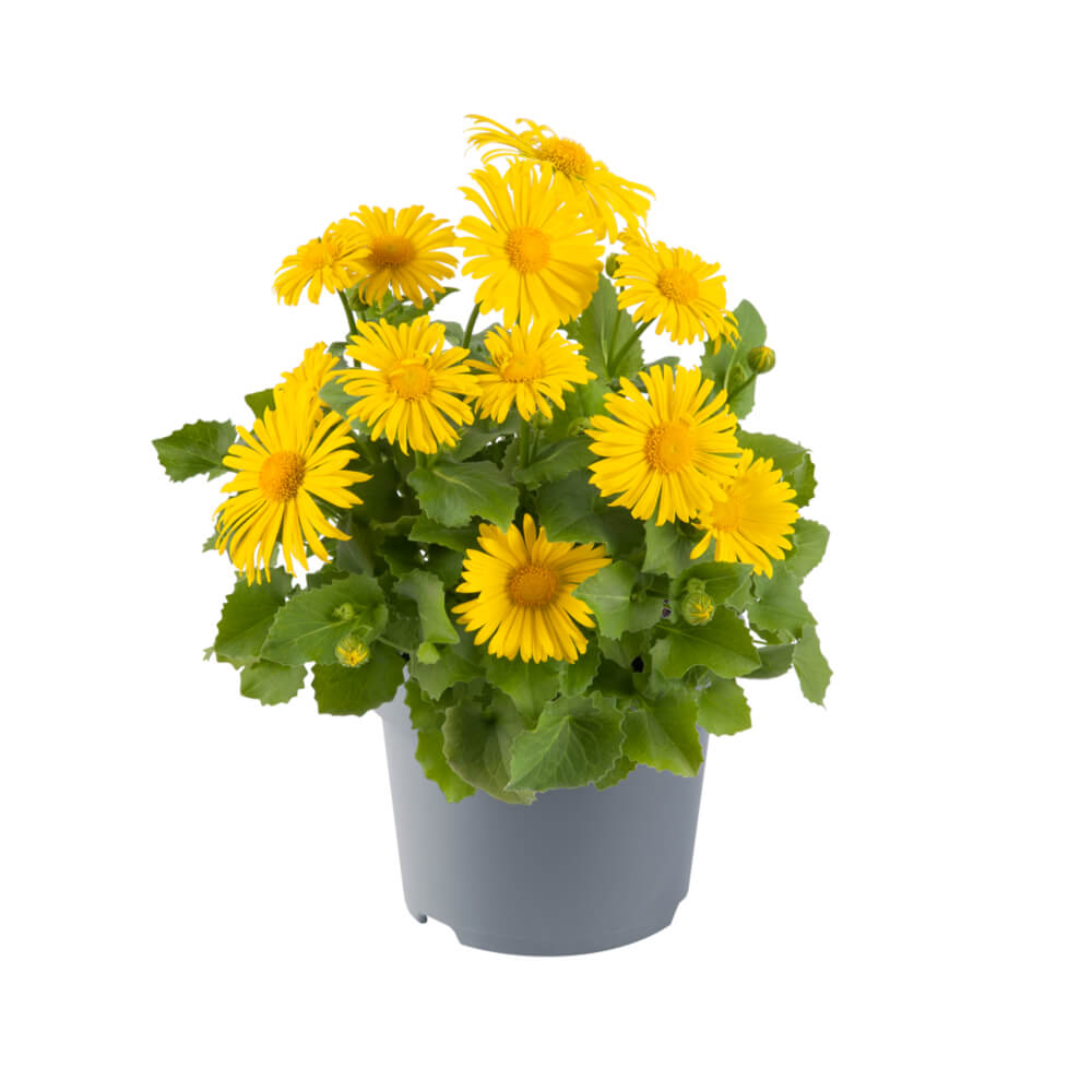 Kaukasus-Gemswurz (Doronicum orientale) 'Leonardo compact' T12 - winterhart